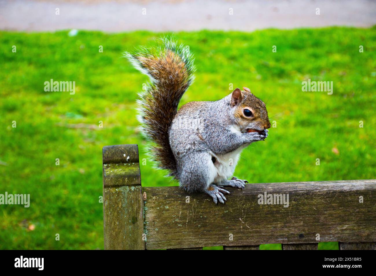 Ein Eichhörnchen sitzt auf einer Bank im St. James Park in London und schnappt sich an einem schönen Morgen eine Beere. Stockfoto