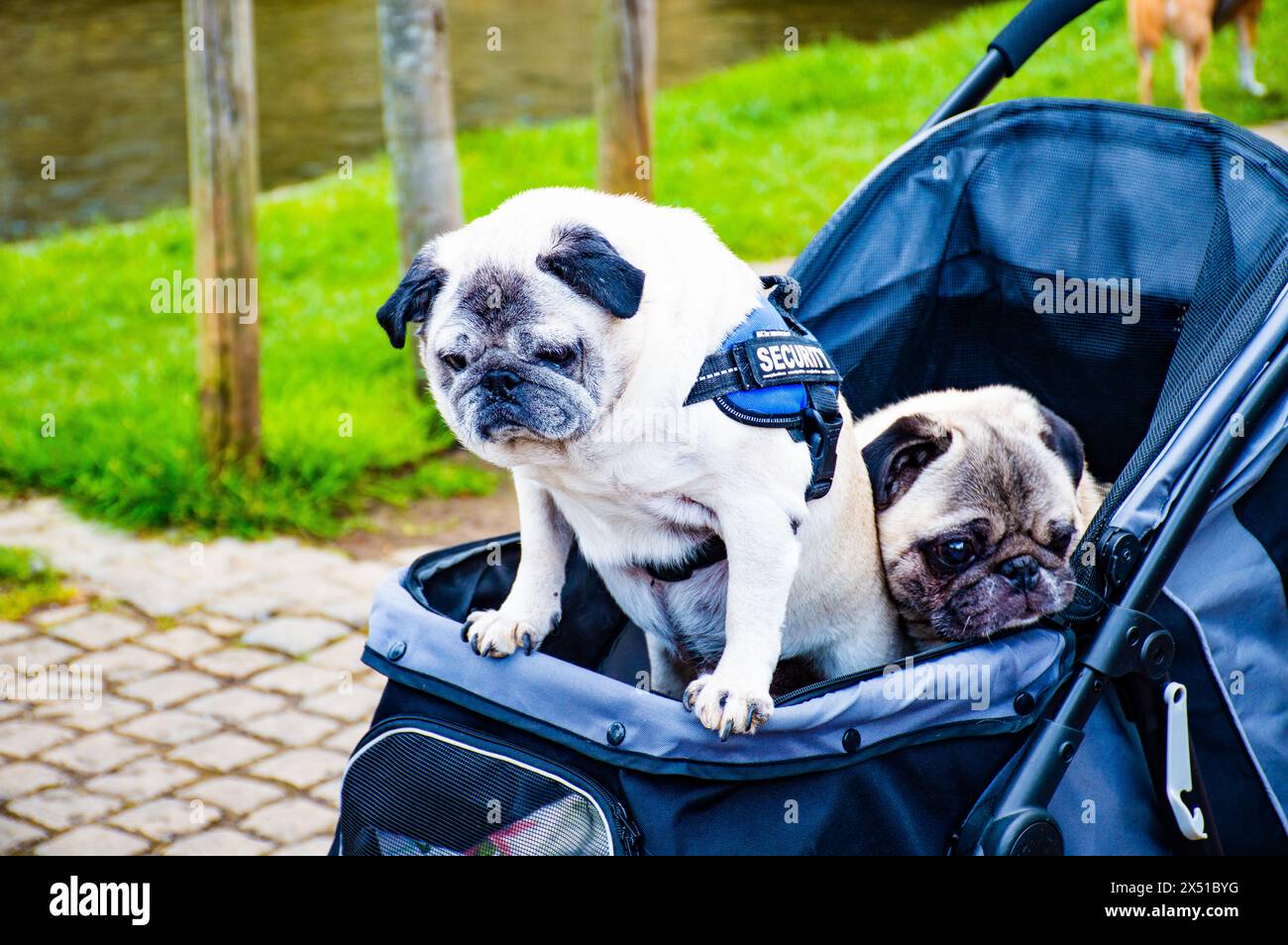 Zwei süße Mops in ihrem Kinderwagen sind begeistert, sich umzusehen. Vielleicht sind sie wachsam, weil sie Jacken mit SICHERHEITSAUFSCHRIFTEN tragen. Stockfoto