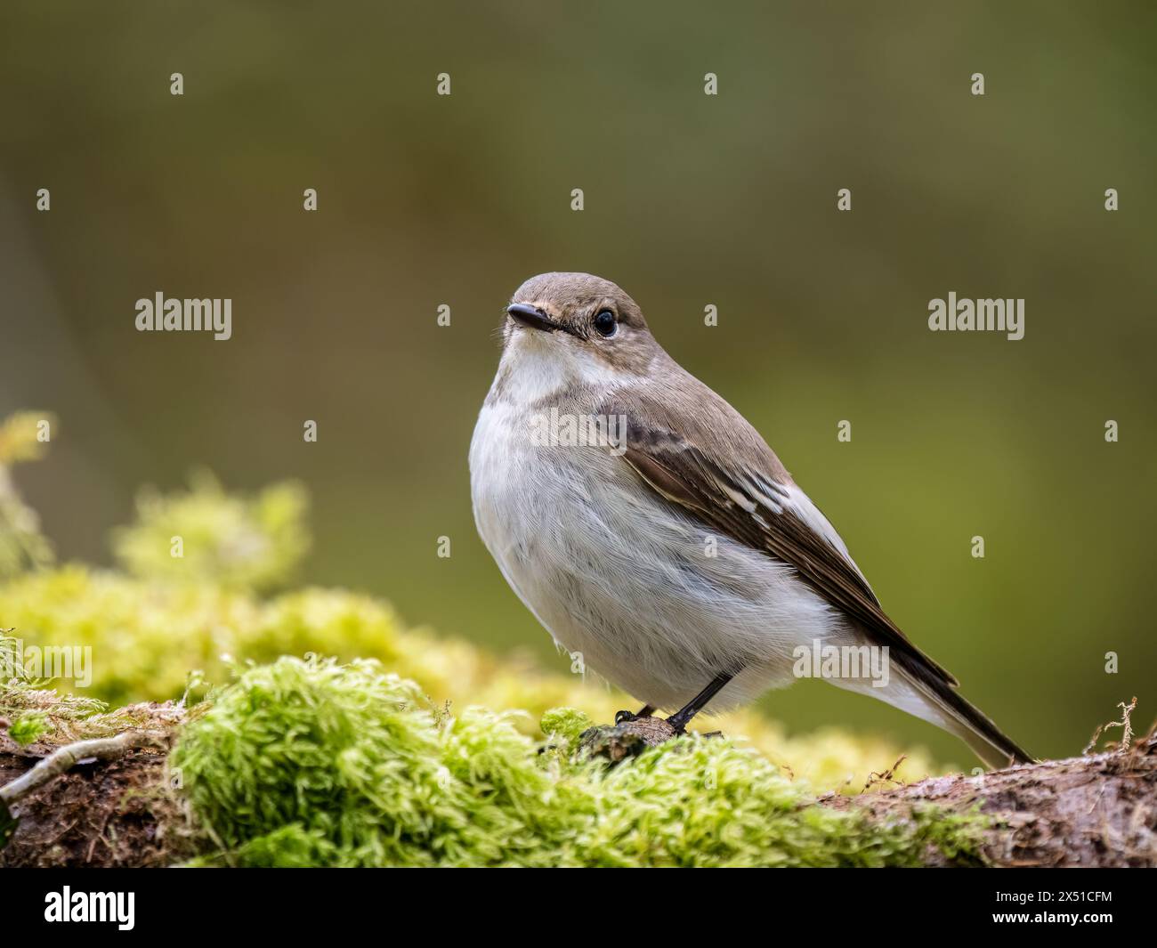 Weiblicher Rattenfänger im Frühjahr in Mitte Wales Stockfoto