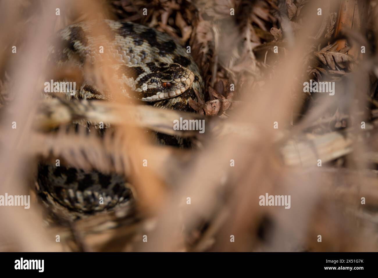 Ein Adder, der sich in der Mittagssonne auf einem Südufer im Herzen des New Forest Hampshire England, versteckt zwischen den braunen getrockneten Farnen, sonnt. Stockfoto