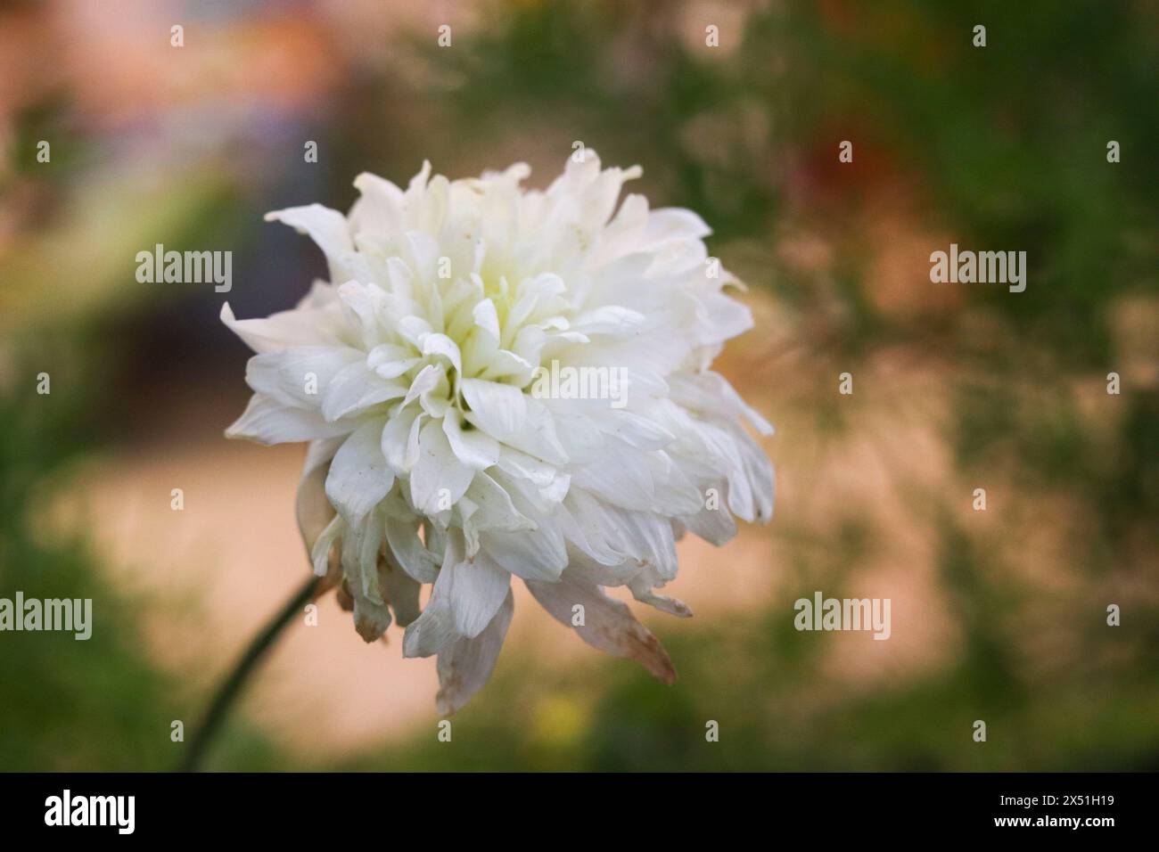 Wunderschöne weiße Chrysanthemenblume (Samanthi poo) mit Gartenhintergrund Stockfoto