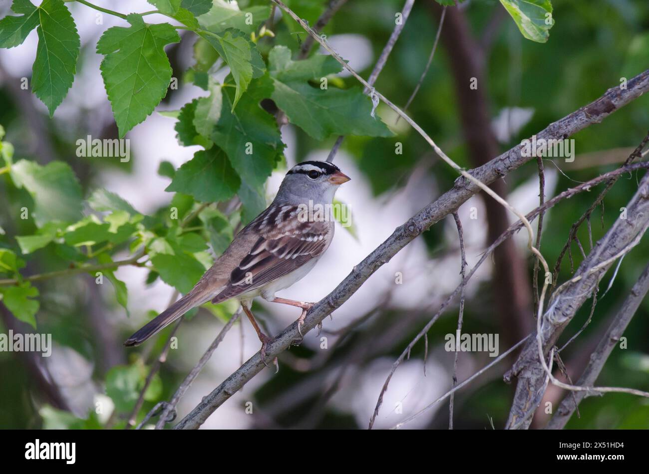 Weißkrone Sperling, Zonotrichia leucophrys Stockfoto