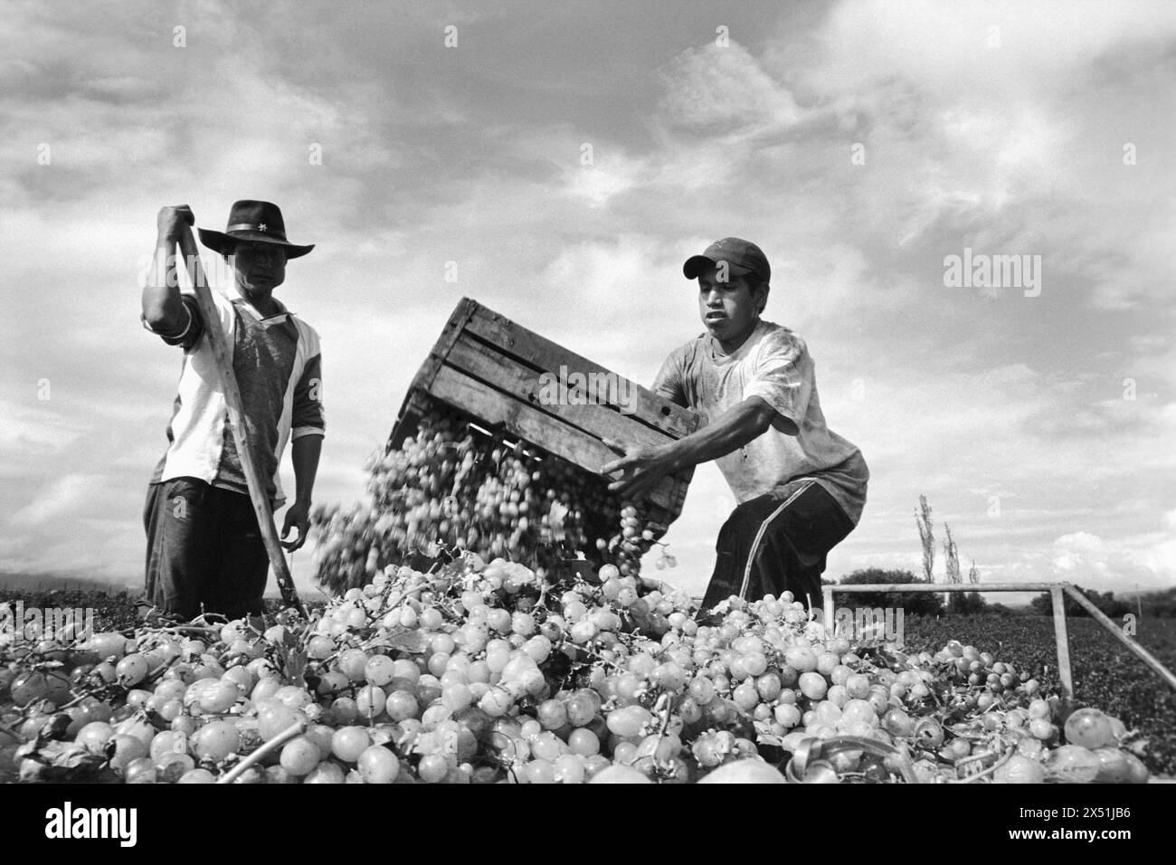 Bolivianische Traubenerntearbeiter. Stockfoto