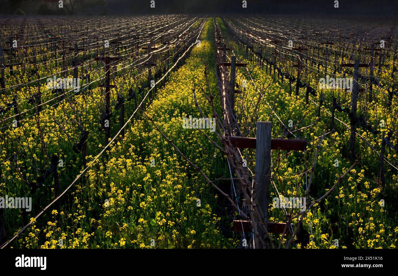 Senf wächst in einem Weinberg im Napa Valley Stockfoto