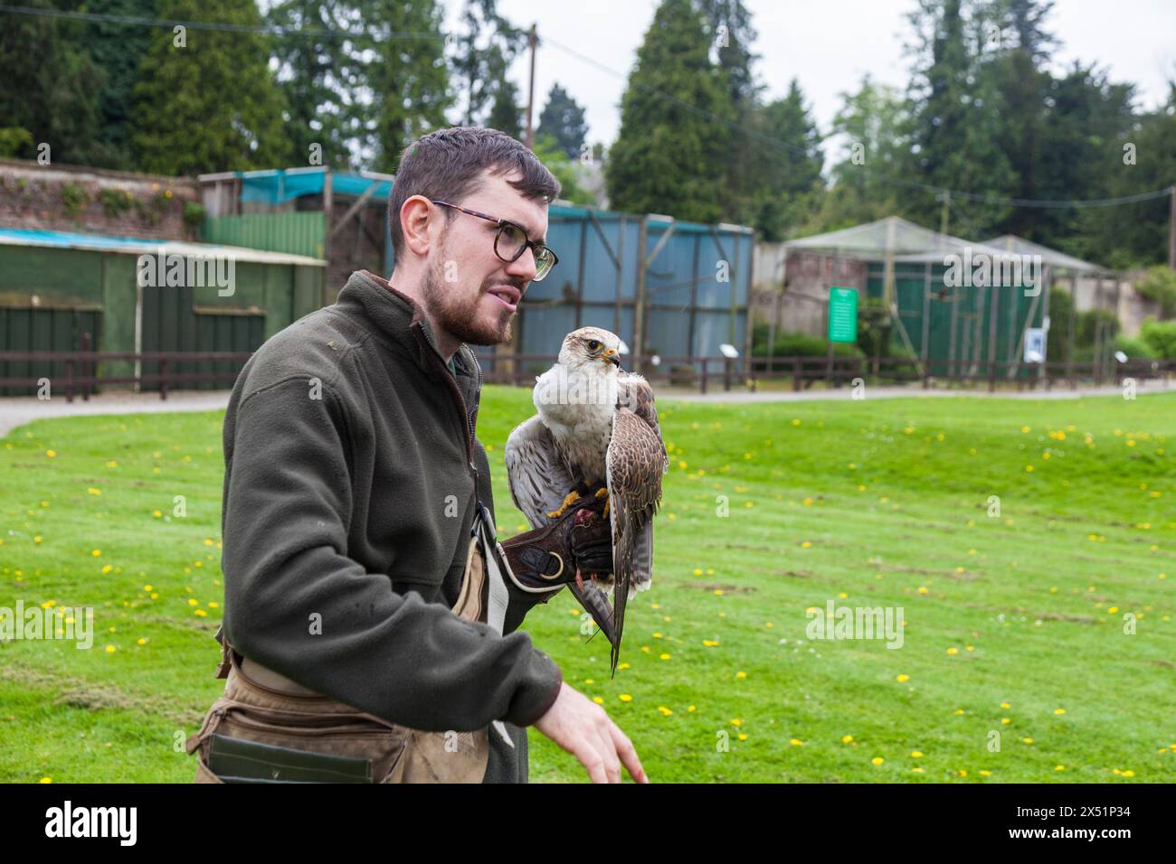 Ein Falco tinnunculus bei den Greifvögeln im Thorp Perrow Arboretum in der Nähe von Bedale, North Yorkshire, England, Großbritannien Stockfoto