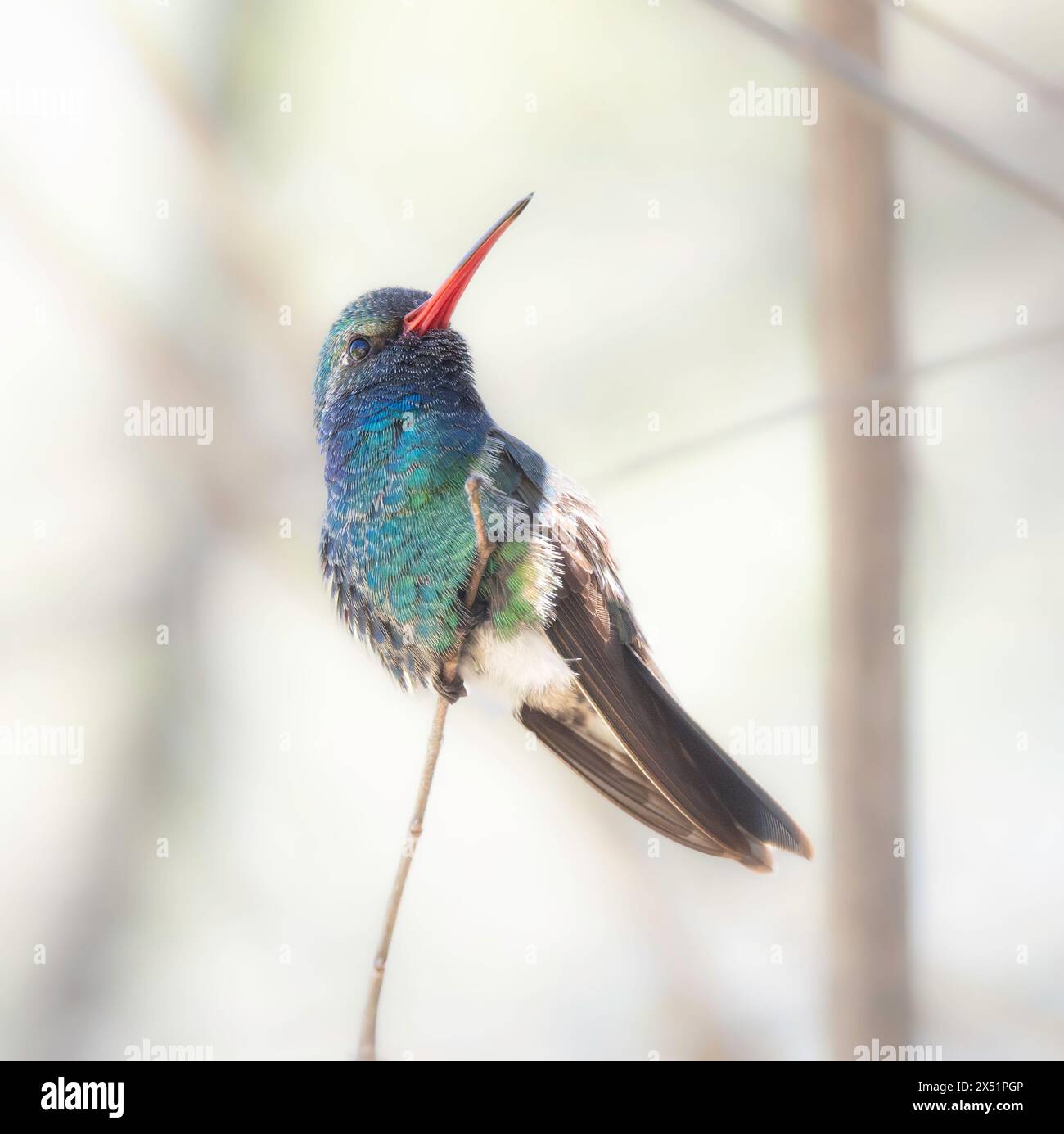 Männlicher Breitschnabel Kolibri, der auf einem kleinen Zweig sitzt Stockfoto