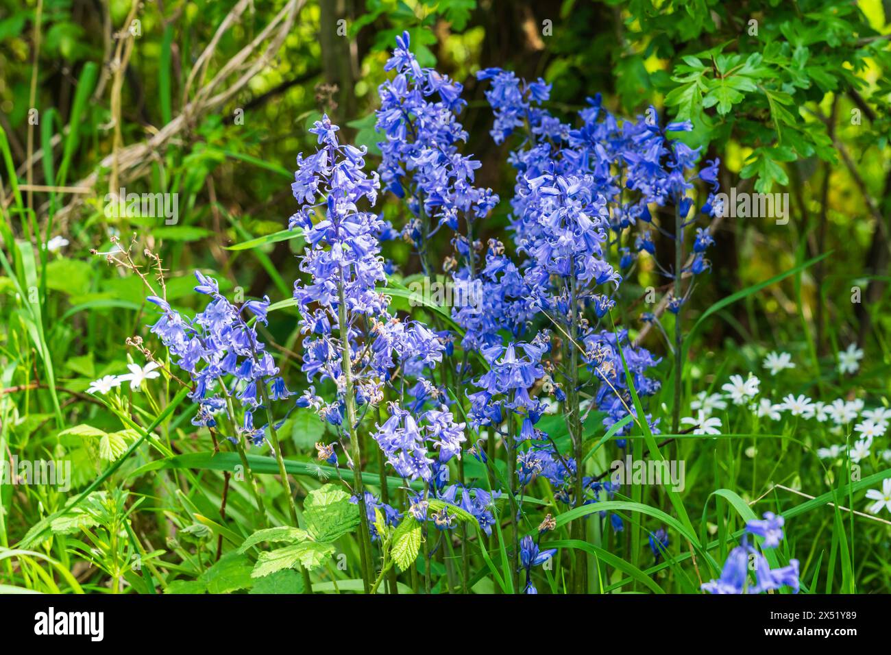 Bluebell (Hyacinthoides non-scripta) wächst im Wald Stockfoto