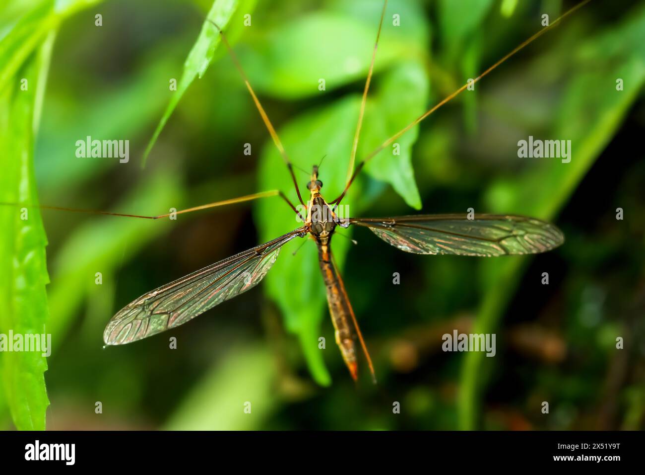 Detaillierte Ansicht der riesigen Mücke Holorusia sp., mit ihren komplizierten Flügeln. Fotografiert im üppigen Laub von Wulai, New Taipei City. Stockfoto