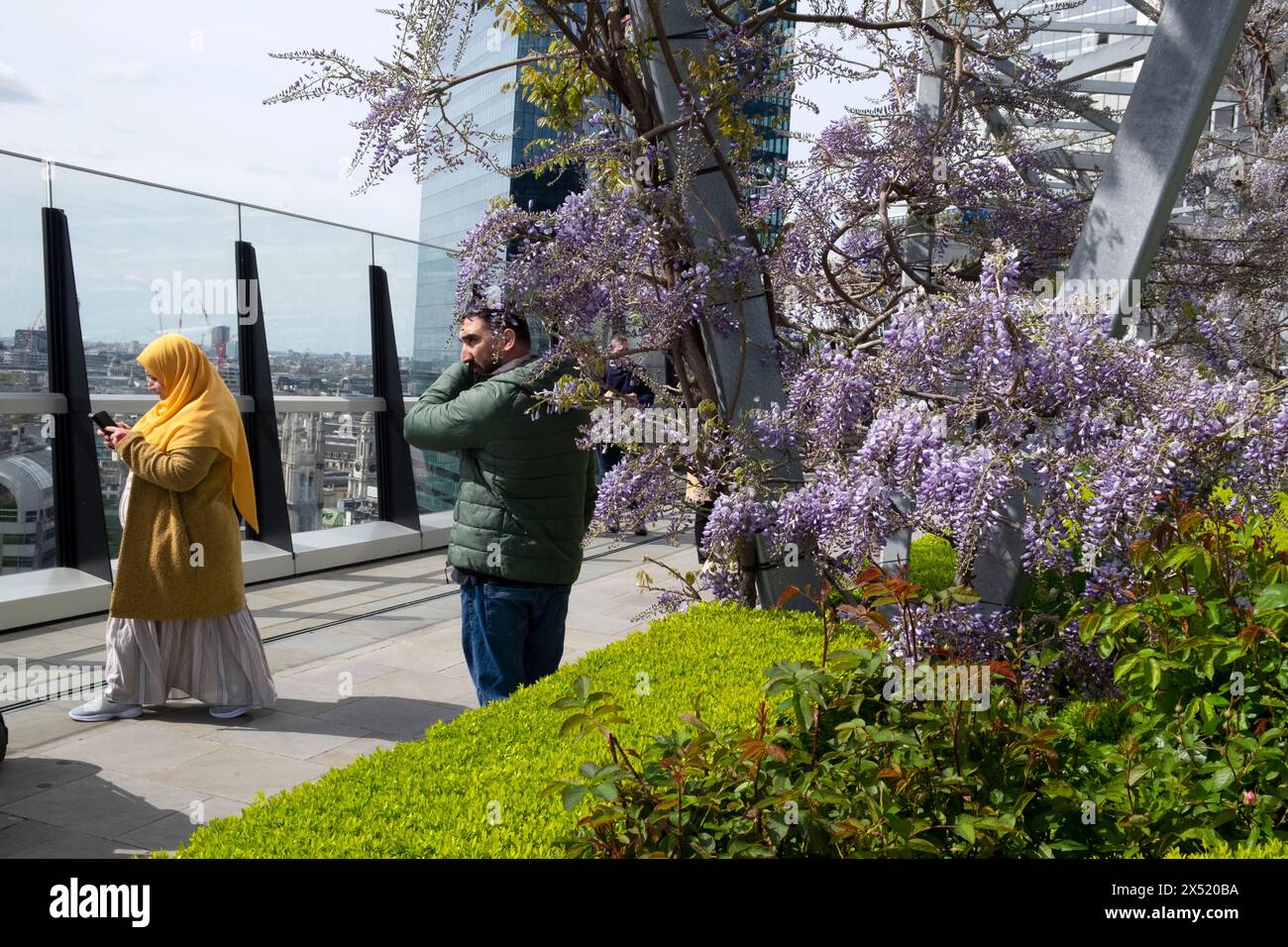 Muslimische Paare Touristen und violette Glyzinien wachsen auf der Dachterrasse Garden at 120 an der Fenchurch Street in der City of London E3 England UK 2024 Stockfoto