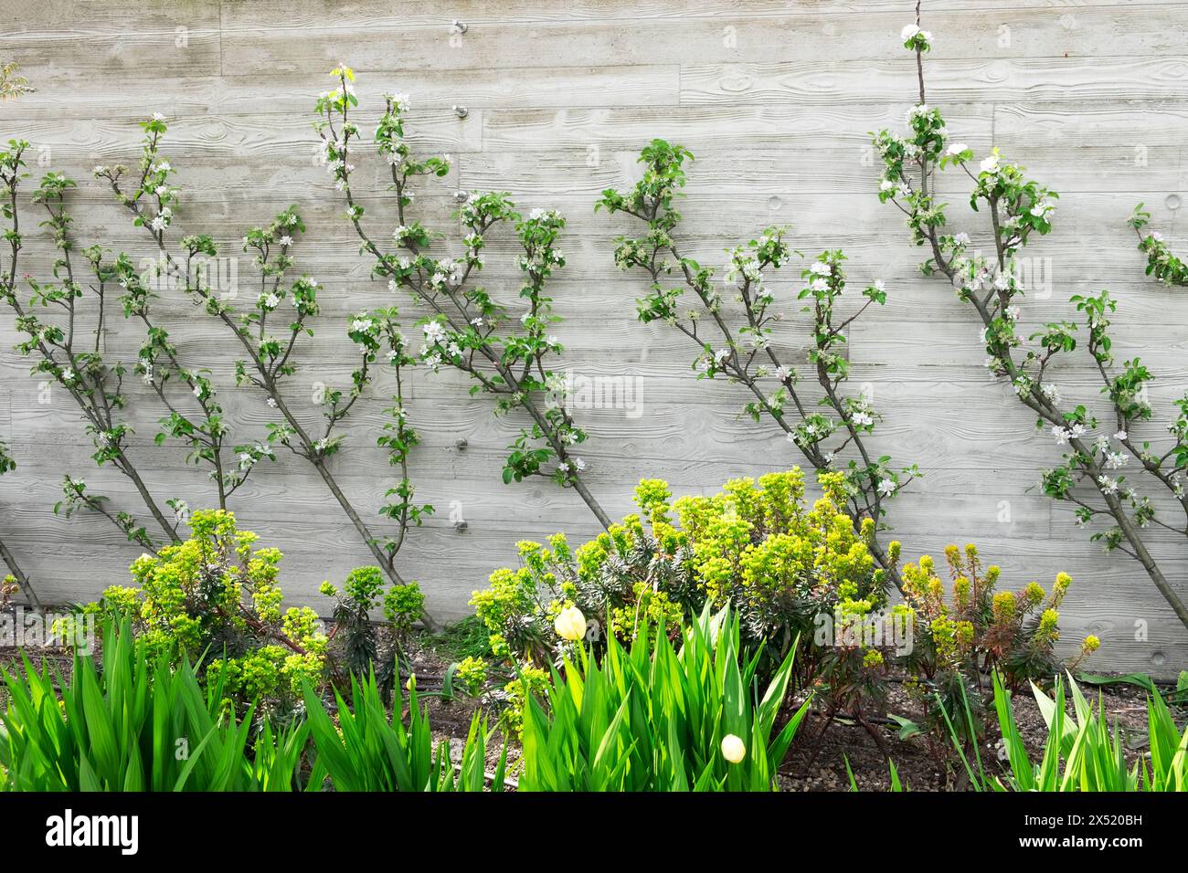 Ein Apfelbaum zieht an einer blühenden Mauer mit Blüten in einem Border Garden bei 120 in der Fenchurch Street City in London, Großbritannien KATHY DEWITT Stockfoto