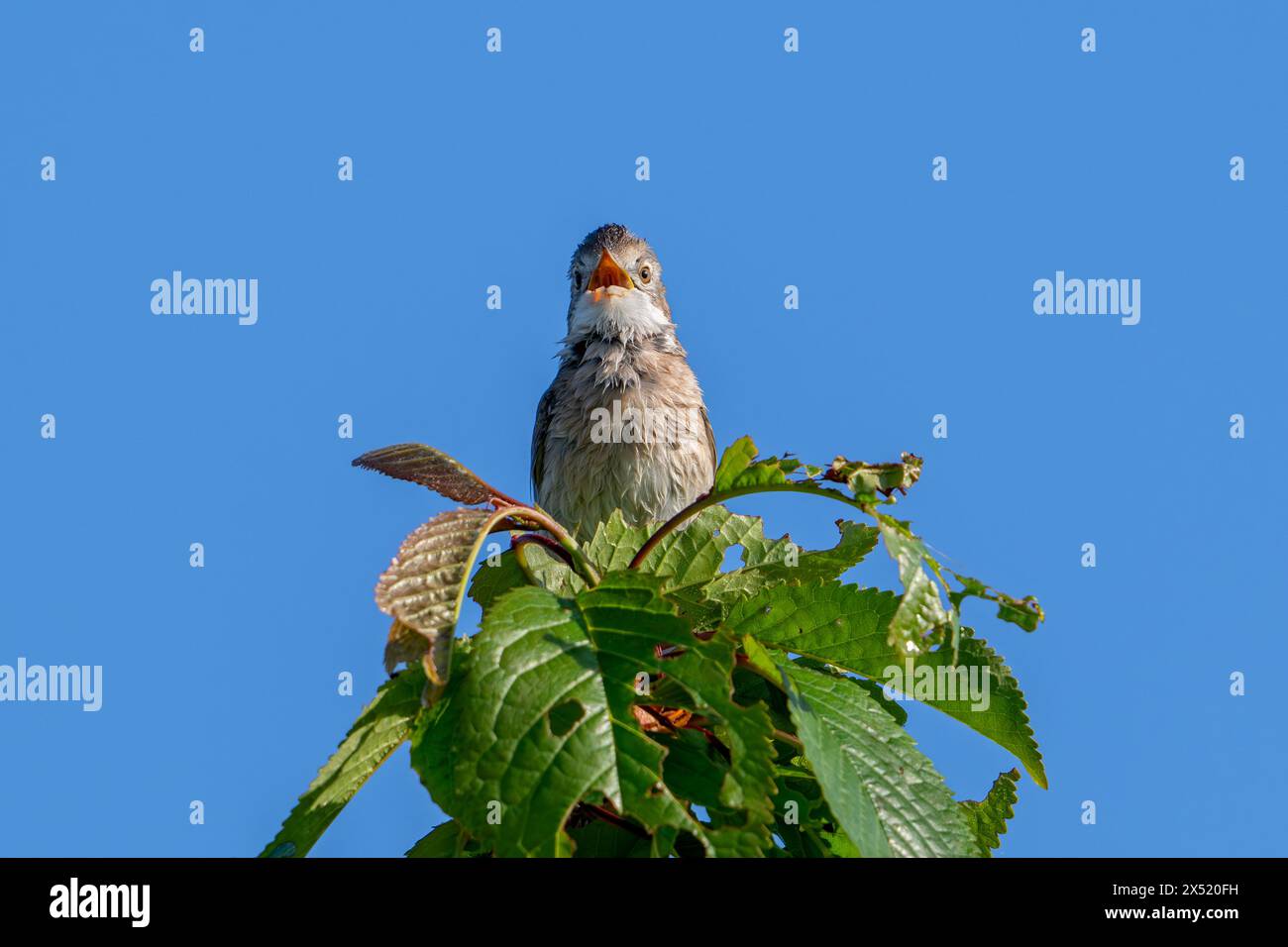 Gemeiner Weißbrot / großer Weißbrot (Curruca communis / Sylvia communis) Singen / Rufen von der Baumspitze im Frühjahr Stockfoto