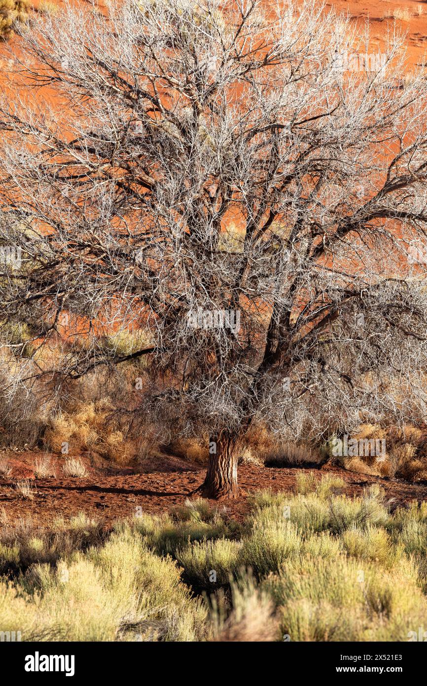 Ein Baumwollbaumbaum, der inmitten von orangefarbenem Schmutz und Sand im Monument Valley wächst. Stockfoto