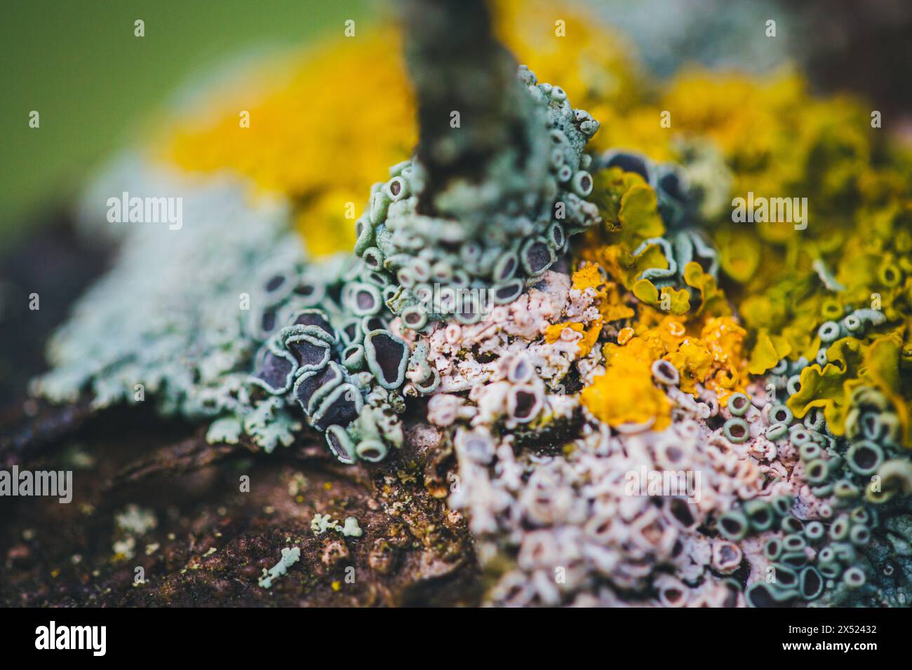 Baummoos auf einem Apfelfruchtebaum Stockfoto