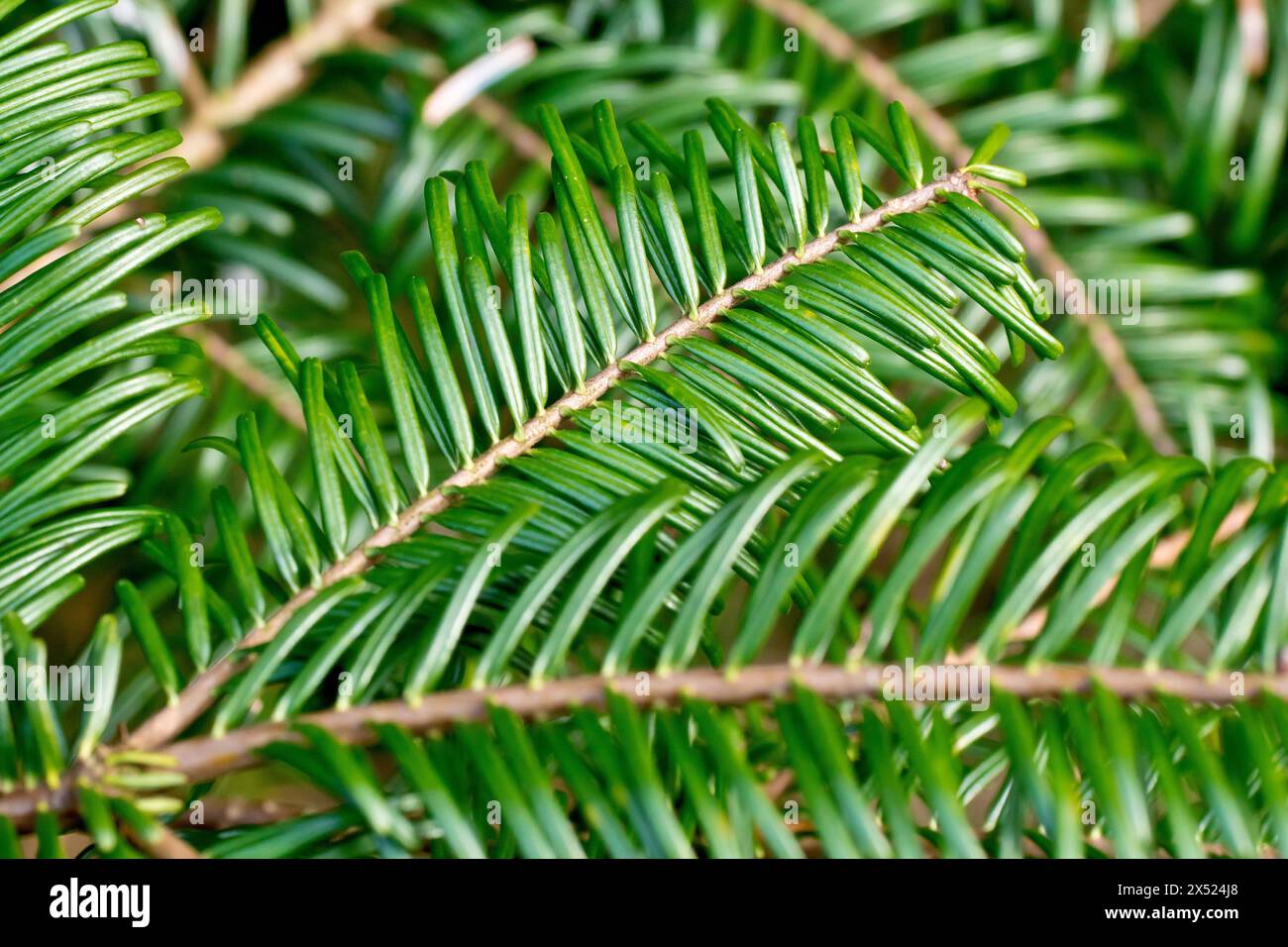 Westliche Hemlock-Fichte (tsuga heterophylla), Nahaufnahme mit den grünen Nadeln des eingeführten Baumes, der üblicherweise in schottischen Wäldern gepflanzt wird. Stockfoto