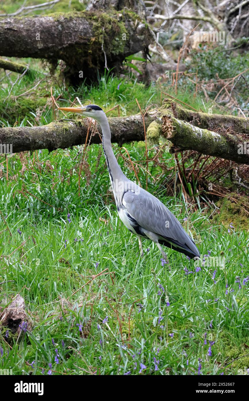 Graue Reiher (Ardea Cinerea) Stockfoto