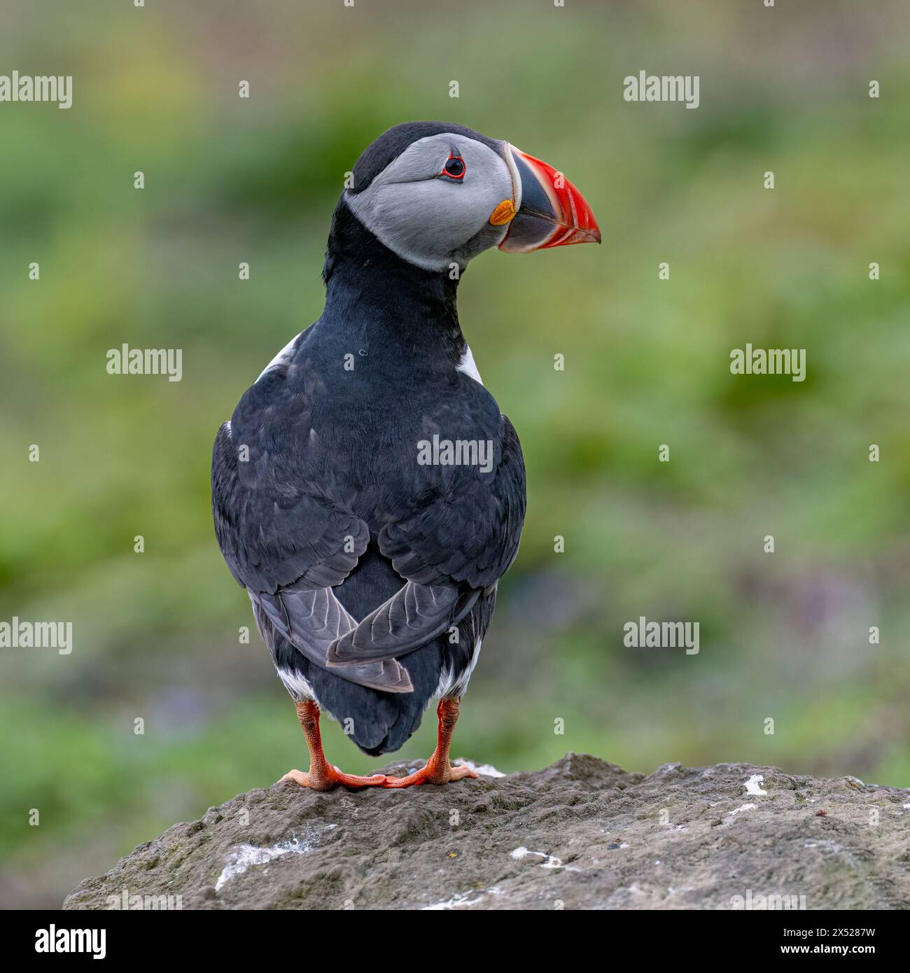 Puffin Stockfoto