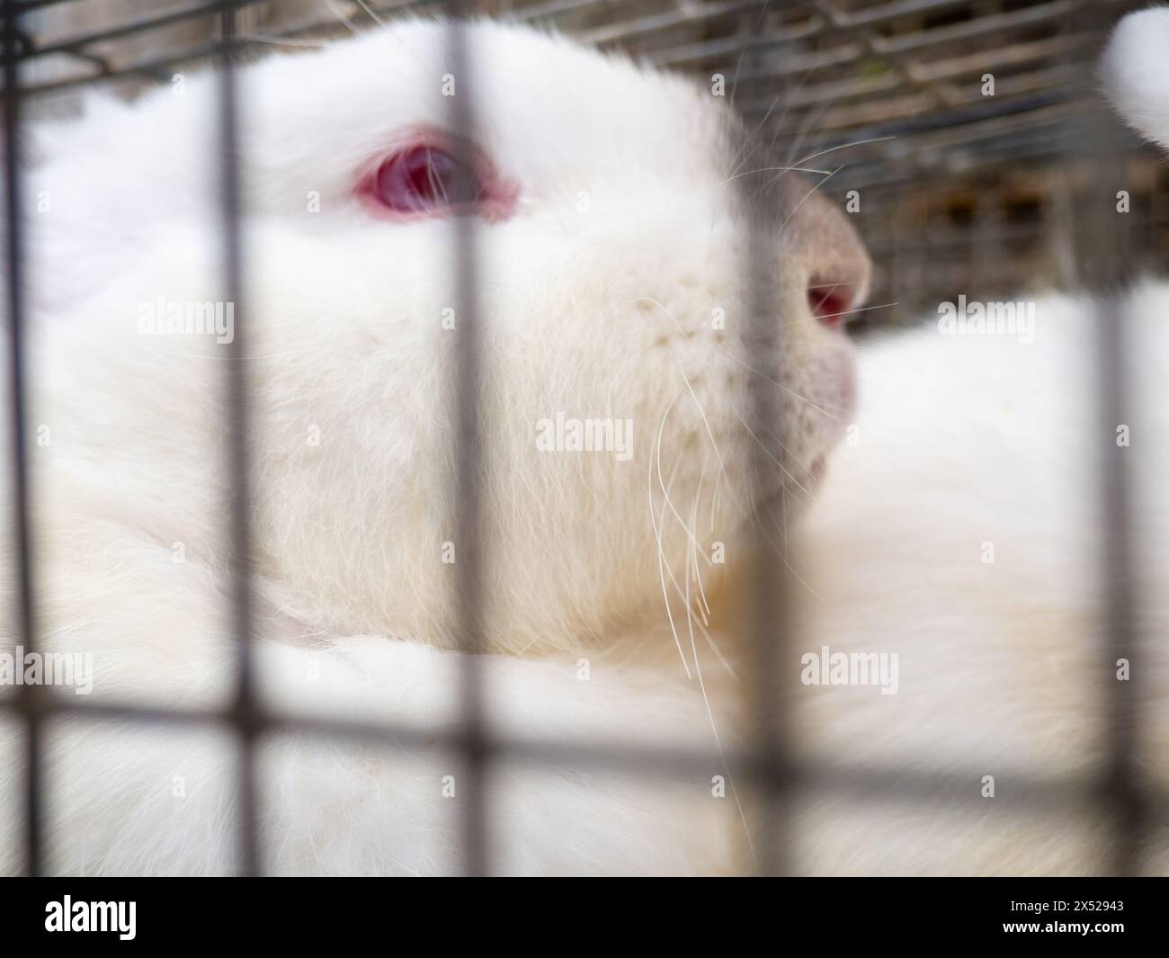 Kaninchen in einem Käfig. Bauernmarkt. Für Fortpflanzung und Nahrung. Tiere zum Verkauf. Unternehmen in Asien. Hinter den Gittern des Käfigs. Bokeh Stockfoto