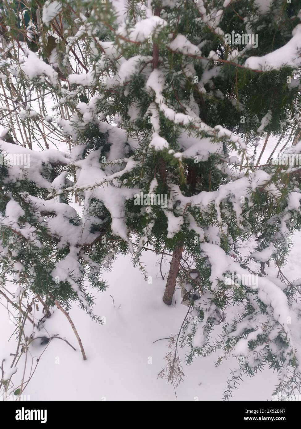 Winterhintergrund: Schneebedeckte Kiefernzweige Stockfoto