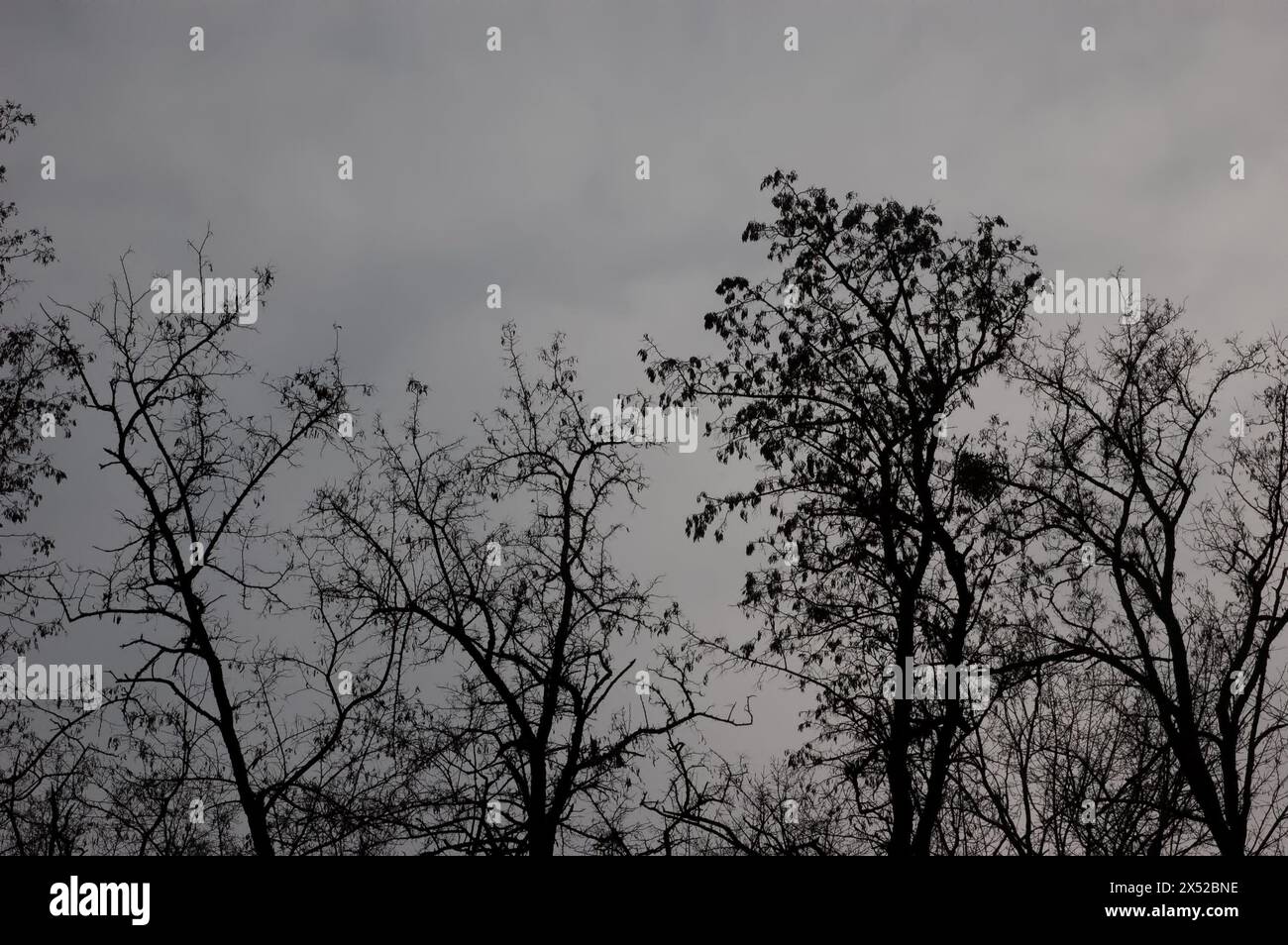 Düsterer Hintergrund: Nackte Baumzweige vor einem bewölkten grauen Himmel Stockfoto