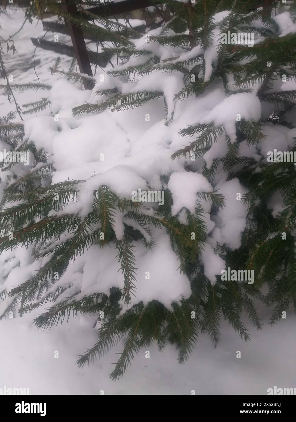 Winterhintergrund: Schneebedeckte Kiefernzweige Stockfoto