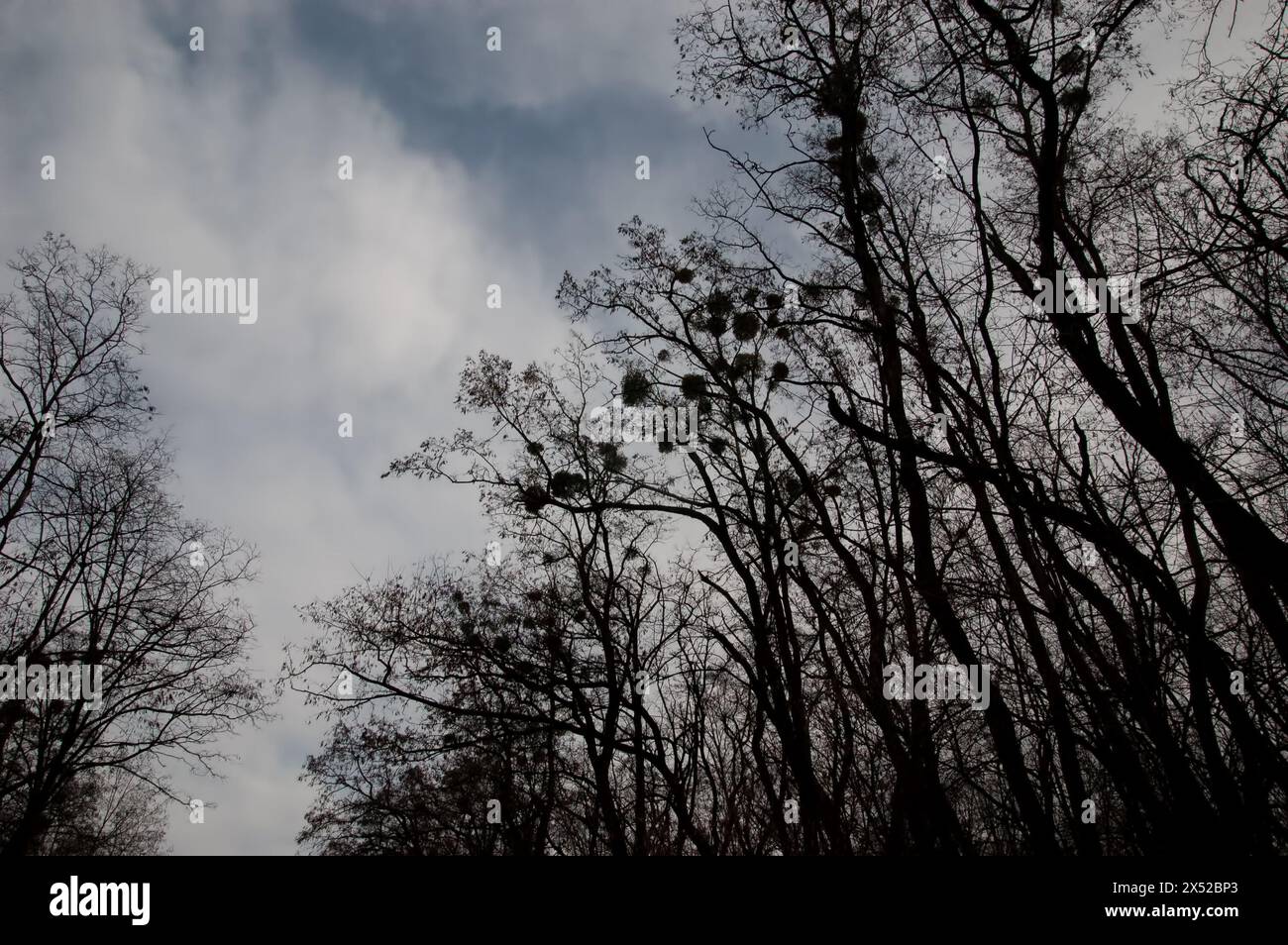 Düsterer Hintergrund: Nackte Baumzweige vor einem bewölkten grauen Himmel Stockfoto