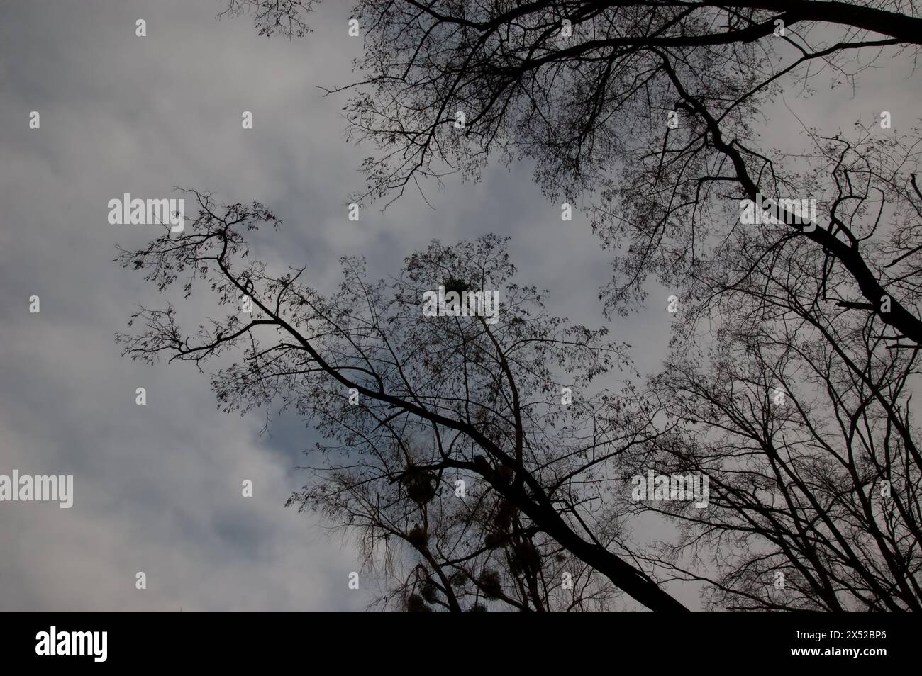 Düsterer Hintergrund: Nackte Baumzweige vor einem bewölkten grauen Himmel Stockfoto