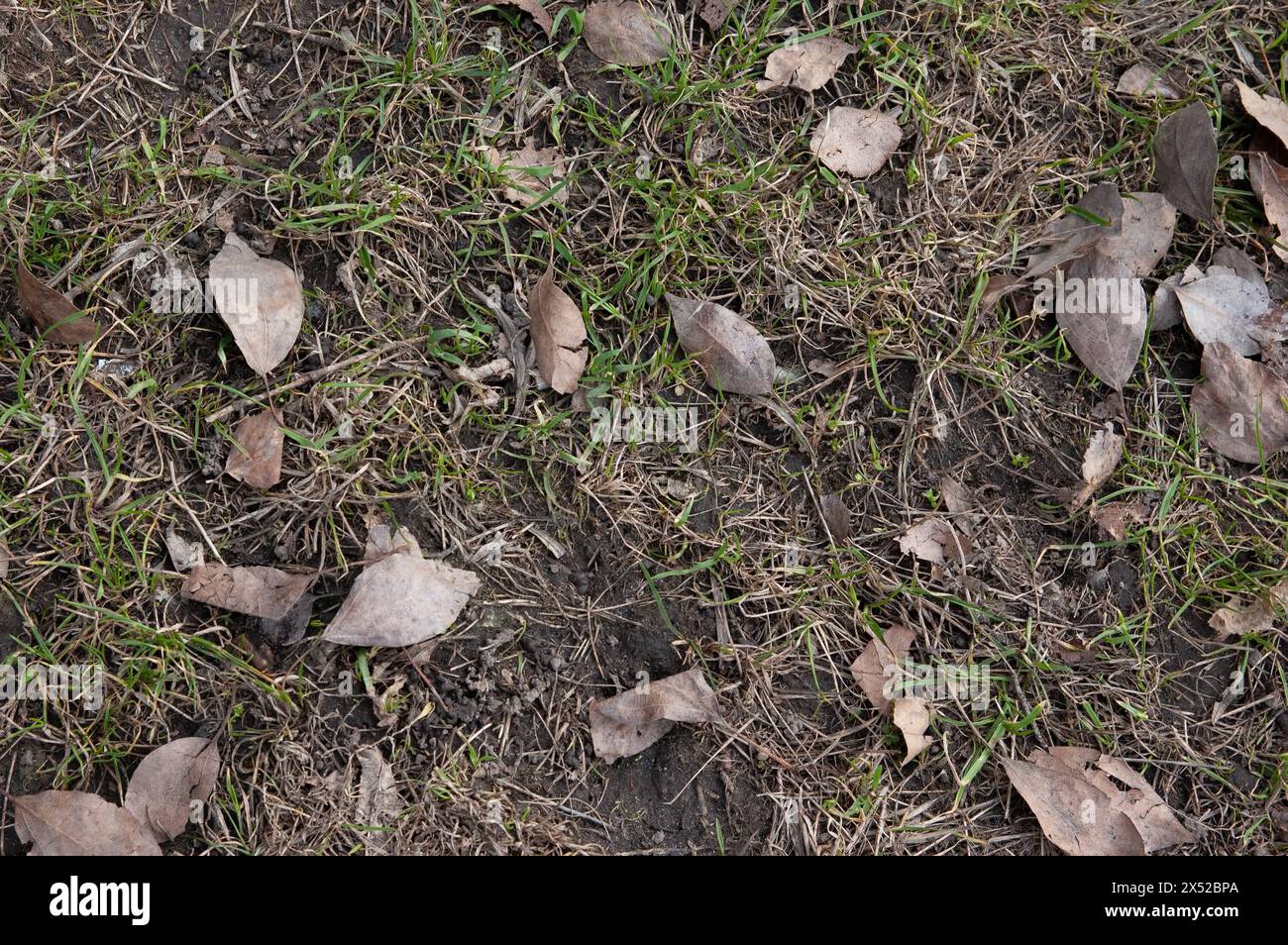 Frühling Hintergrund: Frisches grünes Gras bricht mitten im Trockenen durch Stockfoto