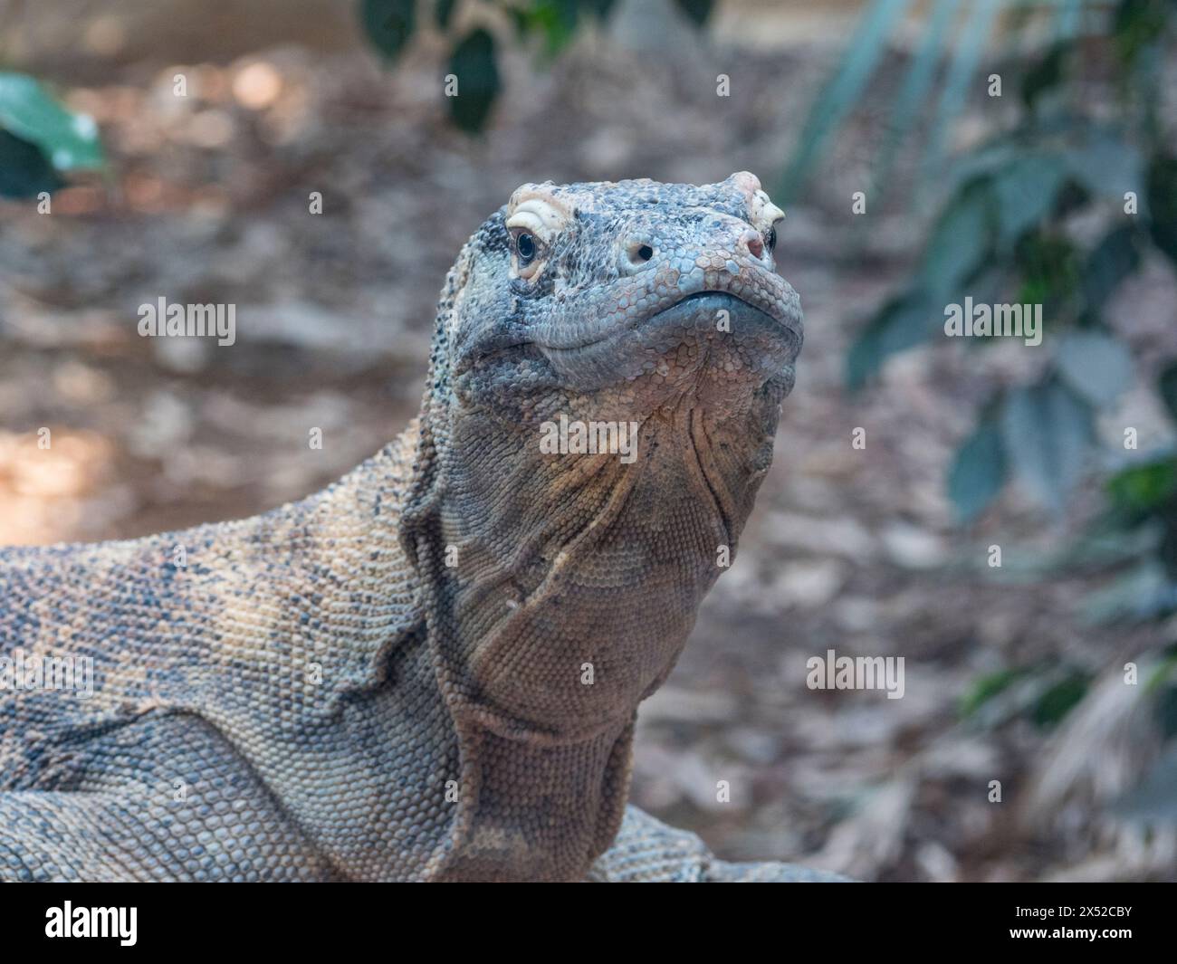 Nahaufnahme eines komododrachen (Varanus komodoensis) in Gefangenschaft. Er ist auch als Komodo-Monitor bekannt, ist Mitglied der Monitor-Echse in London Stockfoto