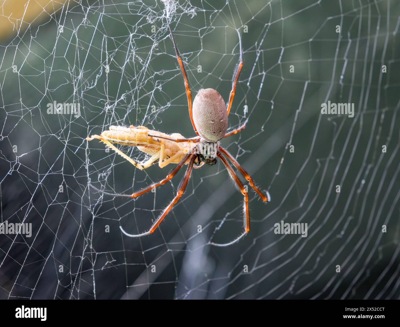 Nahaufnahme einer Golden Orb Weaver Spinne (in Gefangenschaft), die eine Heuschrecke im Internet isst, London, Großbritannien. Stockfoto