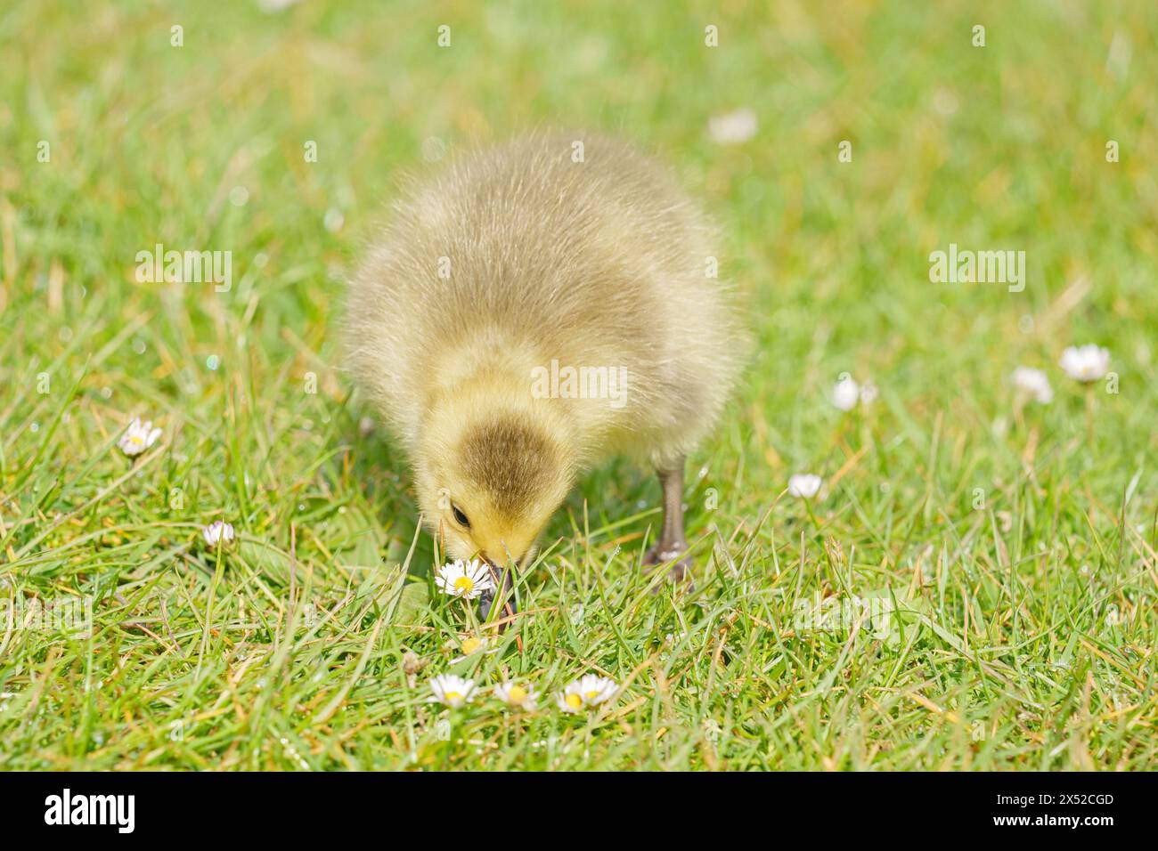Gosling im Lakeside Country Park, Eastleigh, Hampshire Stockfoto