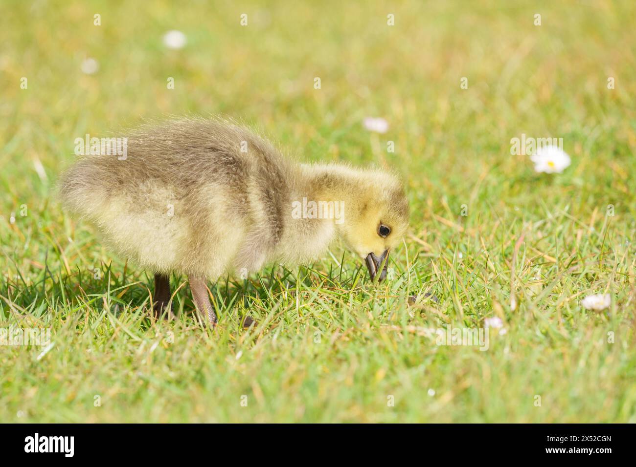 Gosling im Lakeside Country Park, Eastleigh, Hampshire Stockfoto
