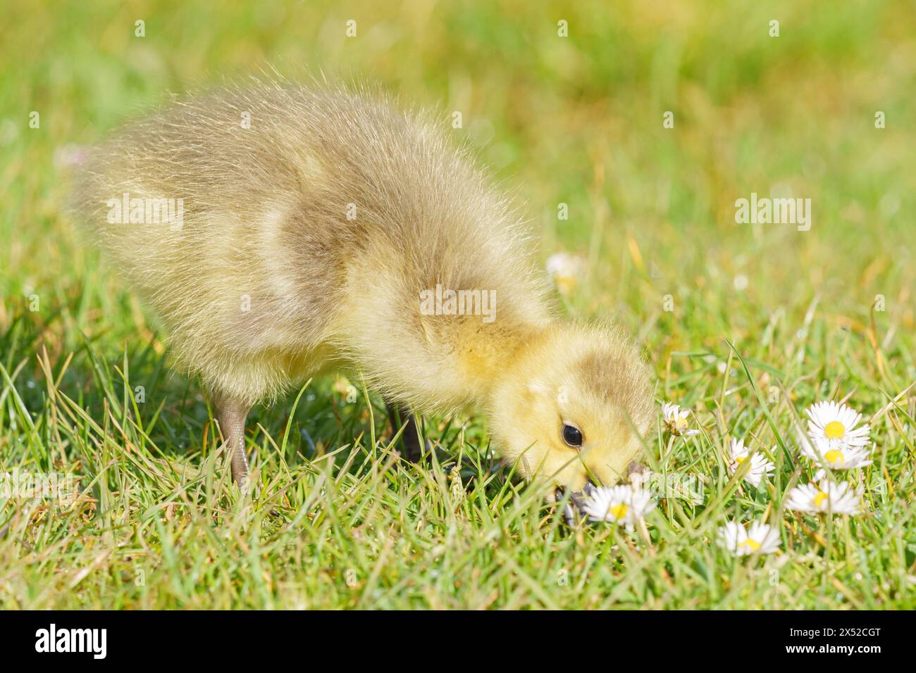 Gosling im Lakeside Country Park, Eastleigh, Hampshire Stockfoto
