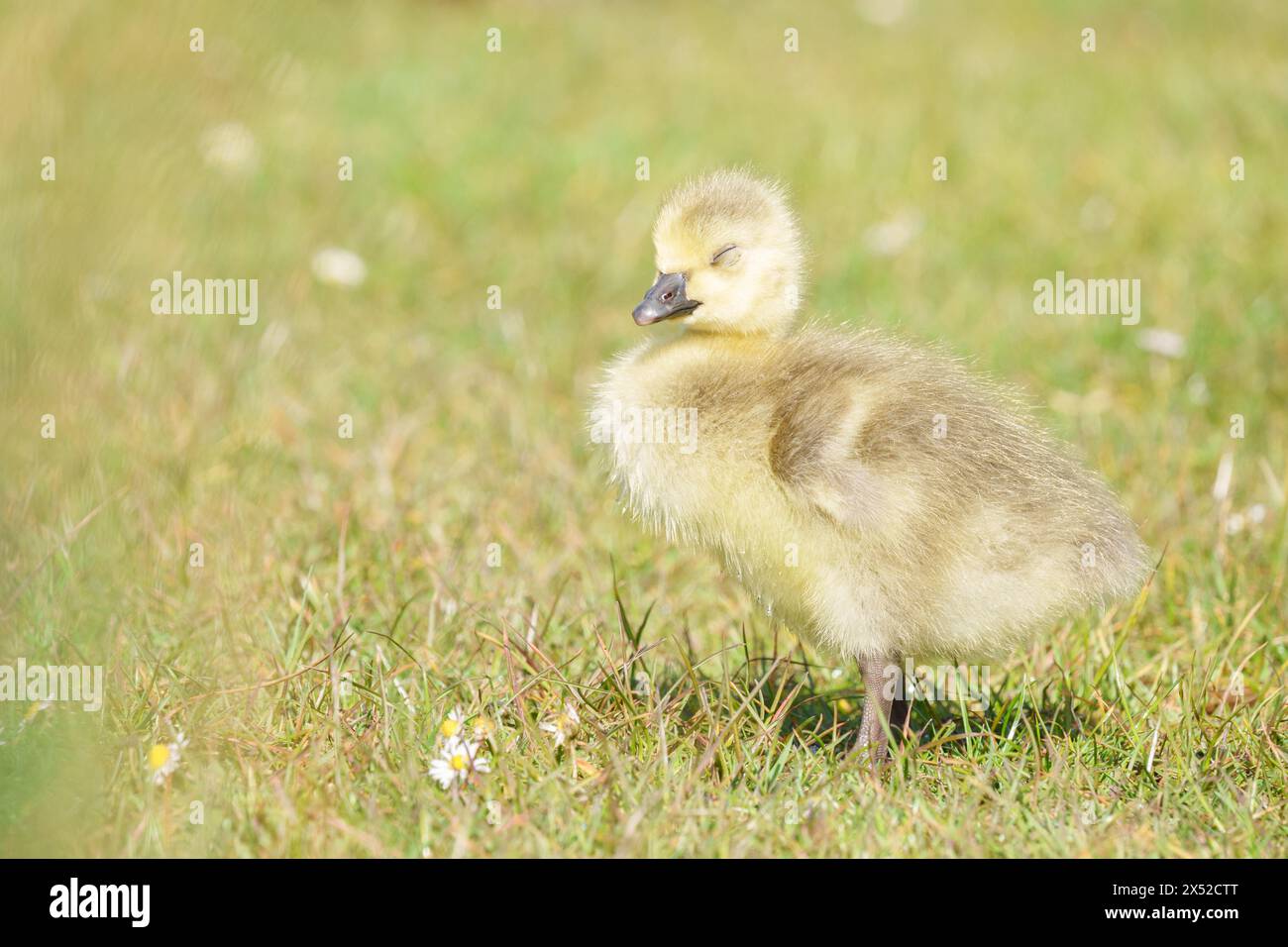 Im Lakeside Country Park in Eastleigh schlafen Stockfoto