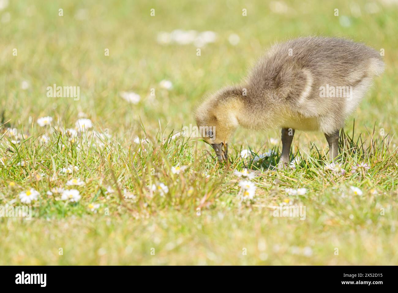 Gosling im Lakeside Country Park, Eastleigh, Hampshire Stockfoto