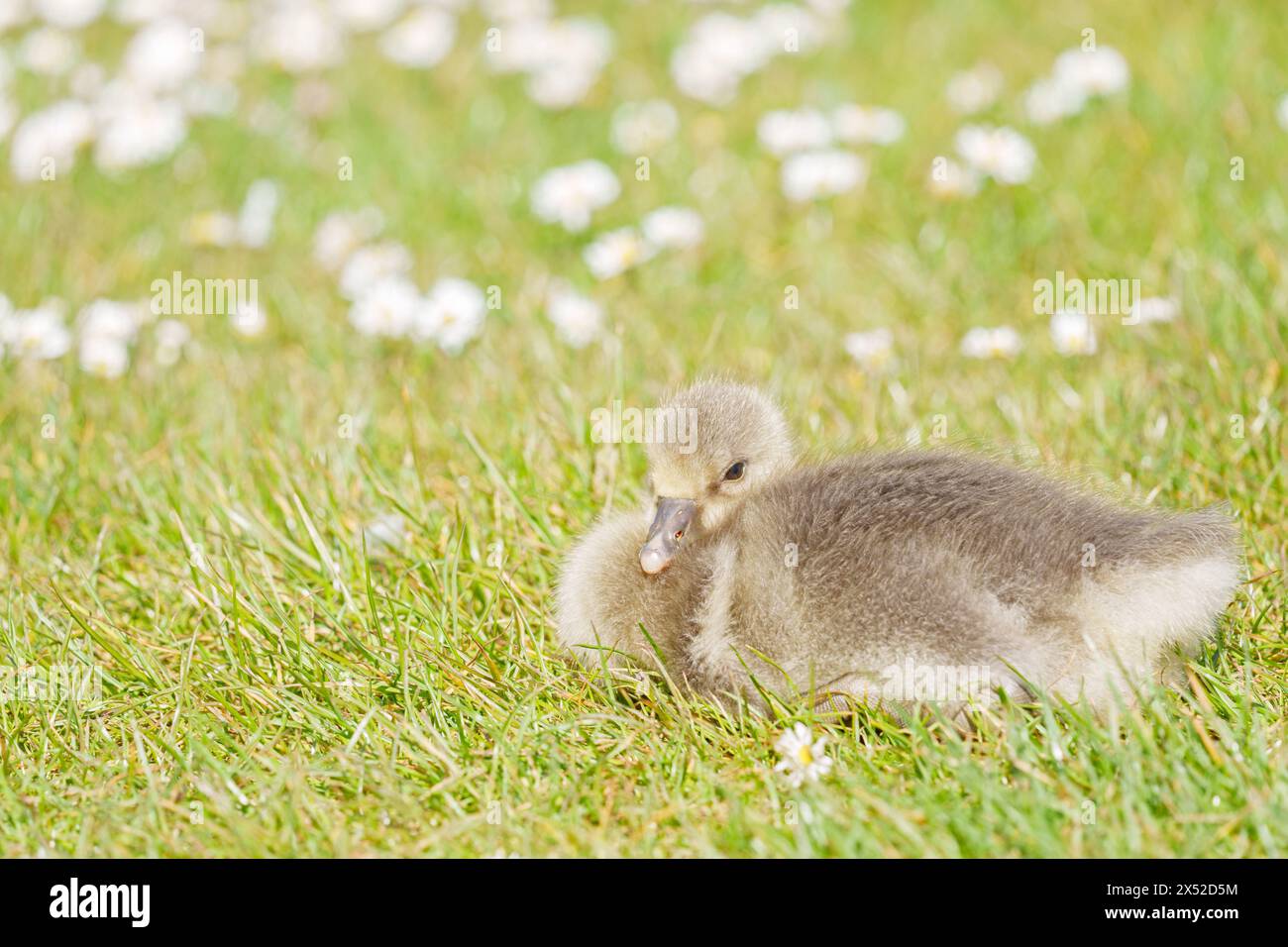 Gosling im Lakeside Country Park, Eastleigh, Hampshire Stockfoto