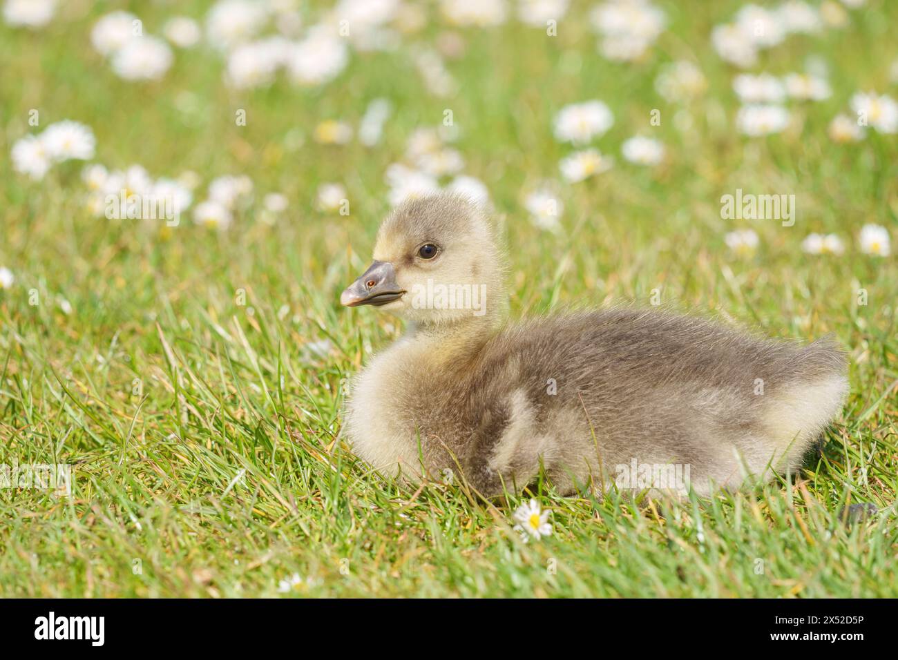 Gosling im Lakeside Country Park, Eastleigh, Hampshire Stockfoto