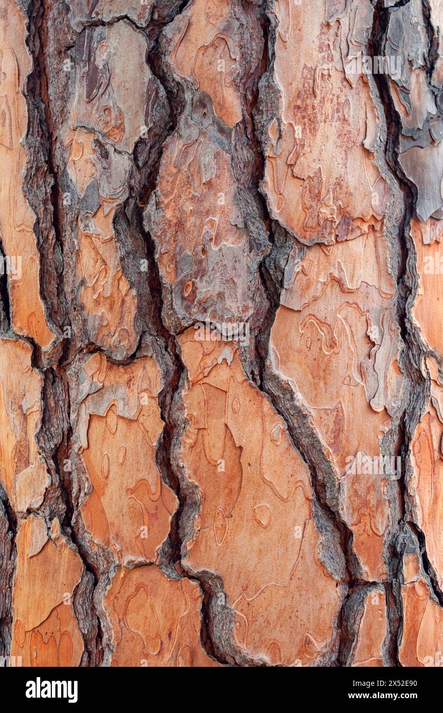 Texturhintergrund für Kiefer (Pinus pinea). Stockfoto