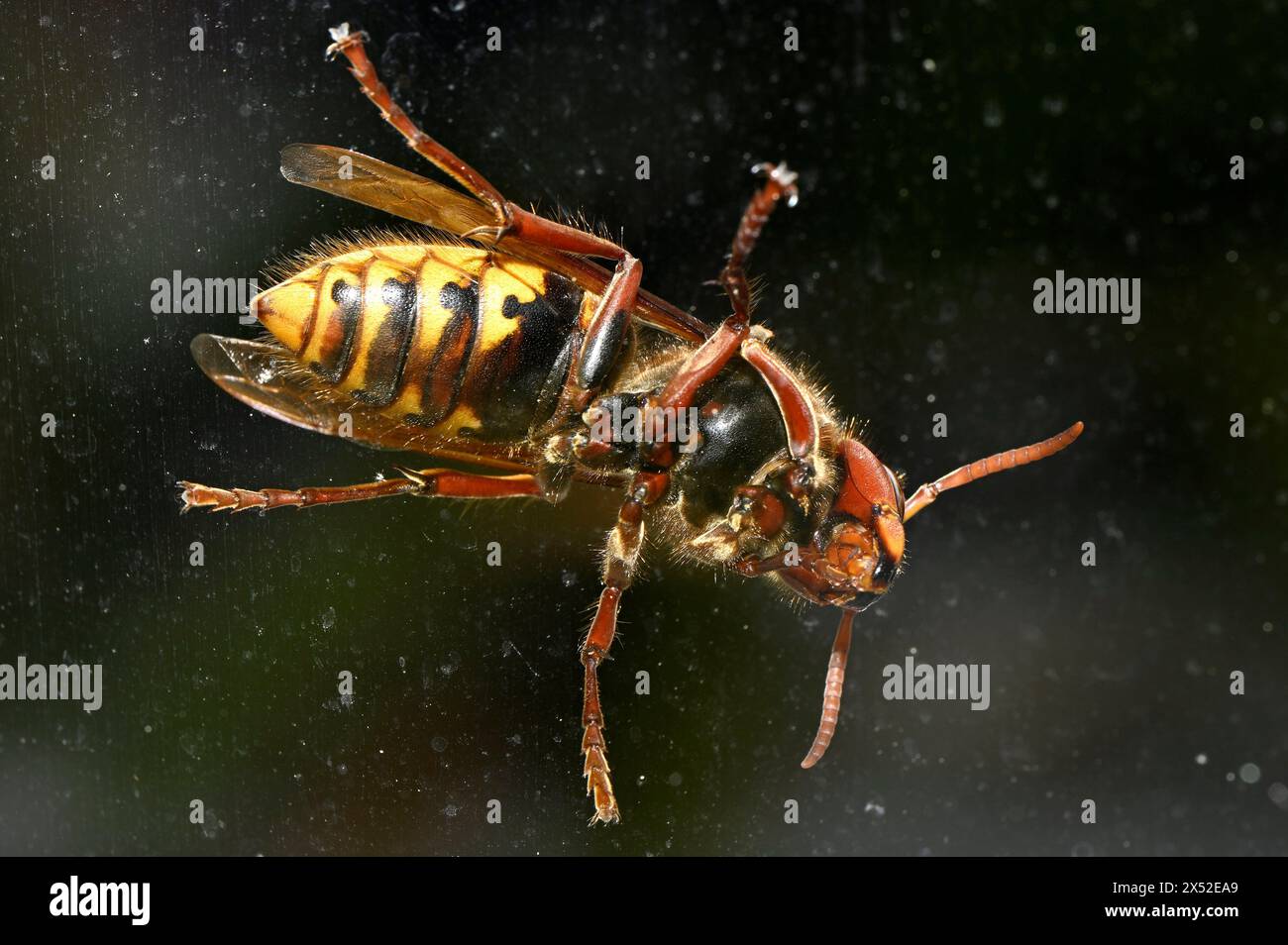 Nancy, Frankreich. Mai 2024. © PHOTOPQR/L'EST REPUBLICAIN/ALEXANDRE MARCHI ; NANCY ; 05/05/2024 ; ENVIRONNEMENT - CLIMAT - RECHAUFFEMENT CLIMATIQUE - INSECTE HYMENOPTERE - VESPIDAE - FRELON ASIATIQUE - ESPECE ENVAHISSANTE. Nancy 5. mai 2024. UN frelon asiatique (de dessous) sur la vitre de la fenêtre d'une maison dans le Centre ville de Nancy. asiatische Hornissen/Stock Picture Credit: MAXPPP/Alamy Live News Stockfoto