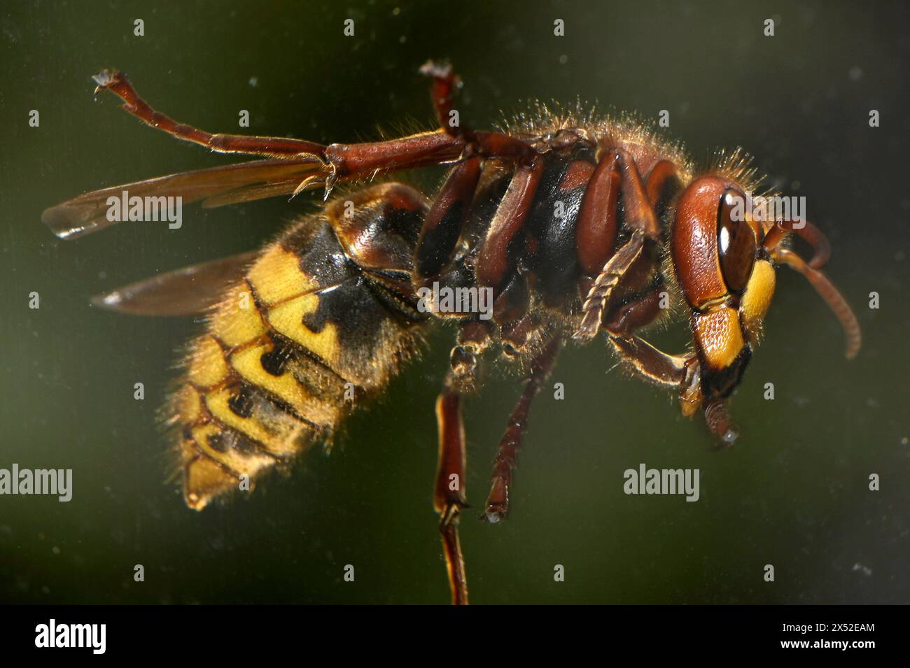 Nancy, Frankreich. Mai 2024. © PHOTOPQR/L'EST REPUBLICAIN/ALEXANDRE MARCHI ; NANCY ; 05/05/2024 ; ENVIRONNEMENT - CLIMAT - RECHAUFFEMENT CLIMATIQUE - INSECTE HYMENOPTERE - VESPIDAE - FRELON ASIATIQUE - ESPECE ENVAHISSANTE. Nancy 5. mai 2024. UN frelon asiatique (de dessous) sur la vitre de la fenêtre d'une maison dans le Centre ville de Nancy. asiatische Hornissen/Stock Picture Credit: MAXPPP/Alamy Live News Stockfoto