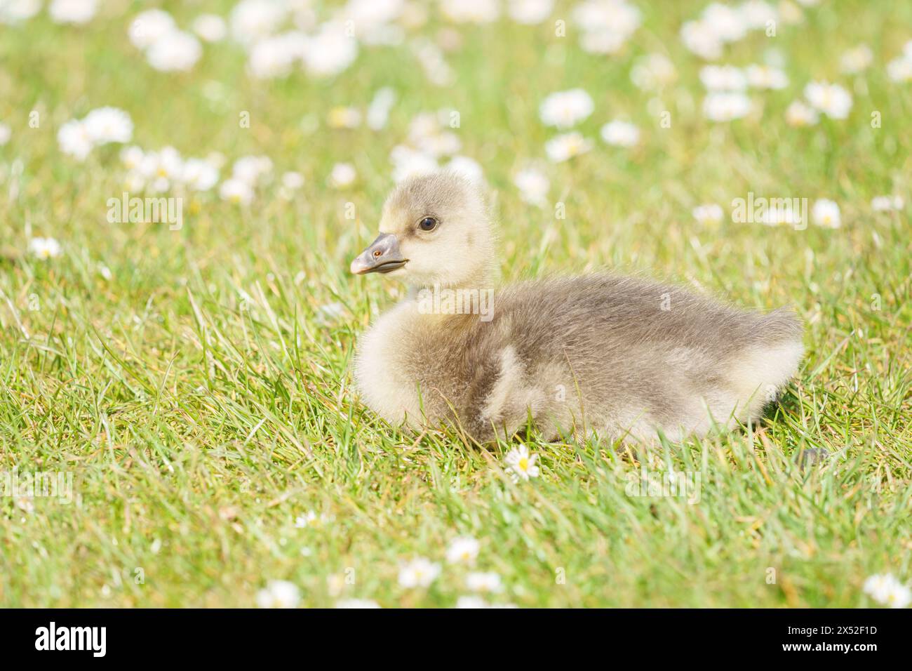 Gosling im Lakeside Country Park, Eastleigh, Hampshire Stockfoto