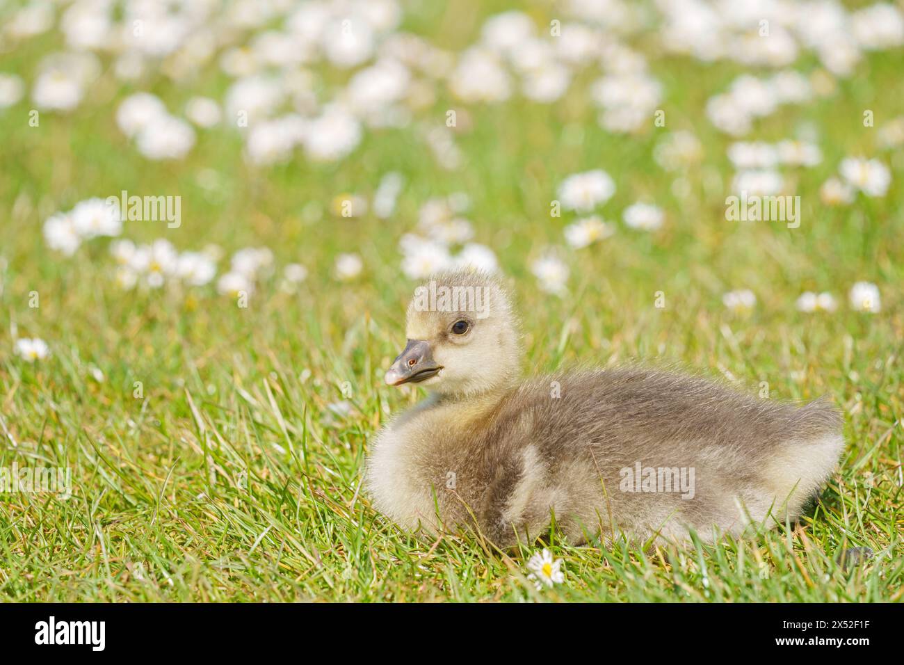 Gosling im Lakeside Country Park, Eastleigh, Hampshire Stockfoto