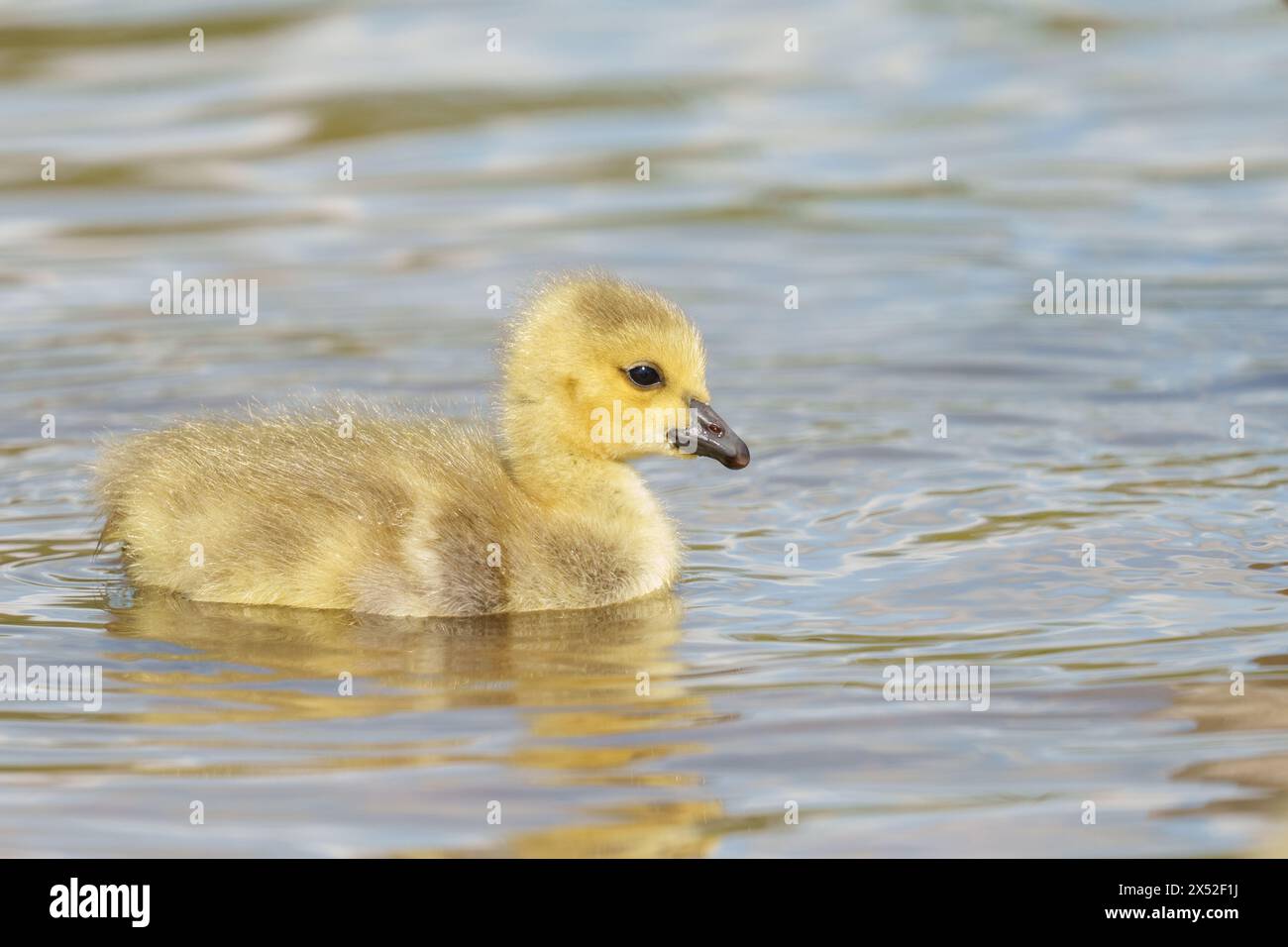 Gosling im Lakeside Country Park, Eastleigh, Hampshire Stockfoto