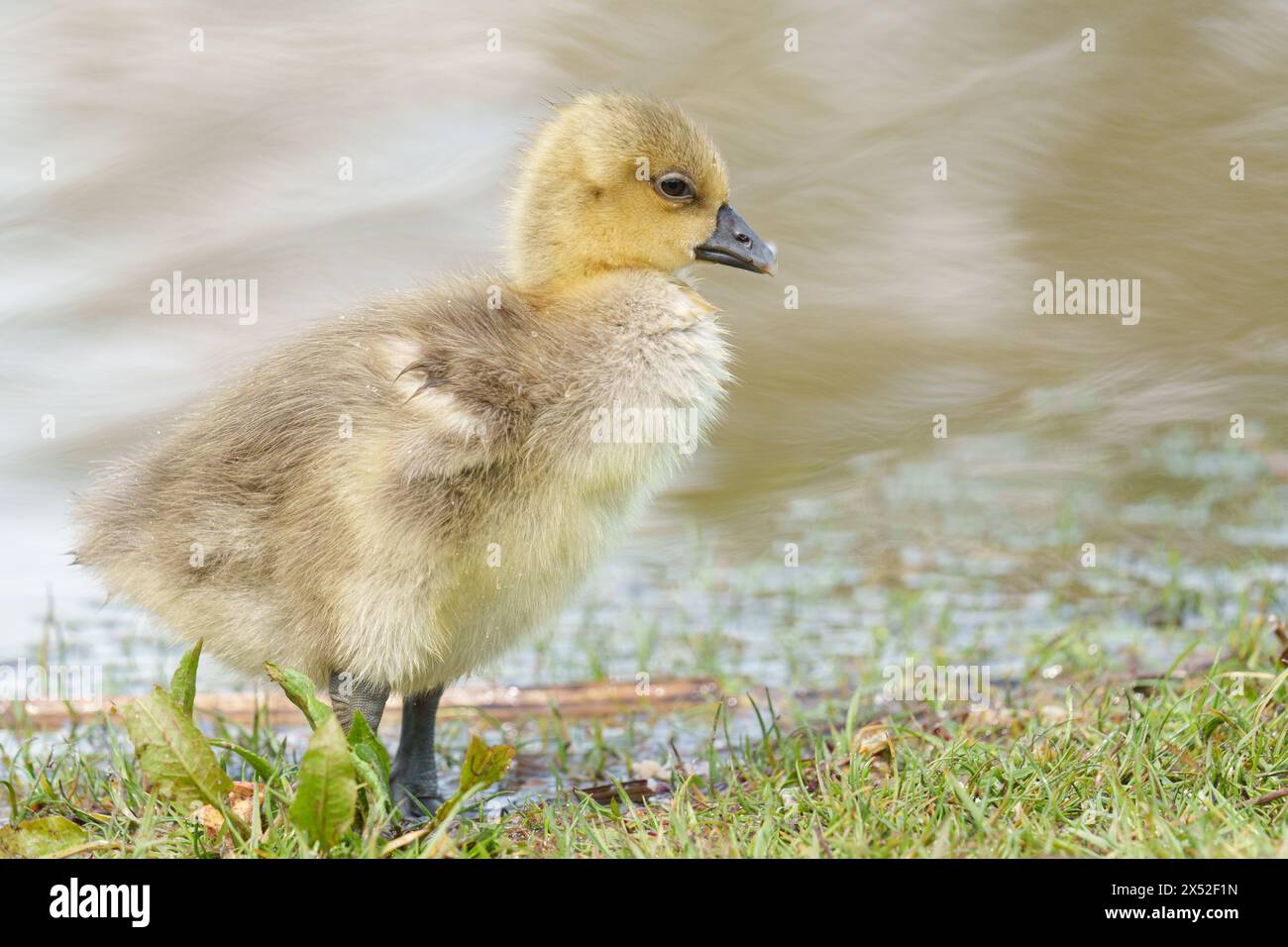 Gosling im Lakeside Country Park, Eastleigh, Hampshire Stockfoto