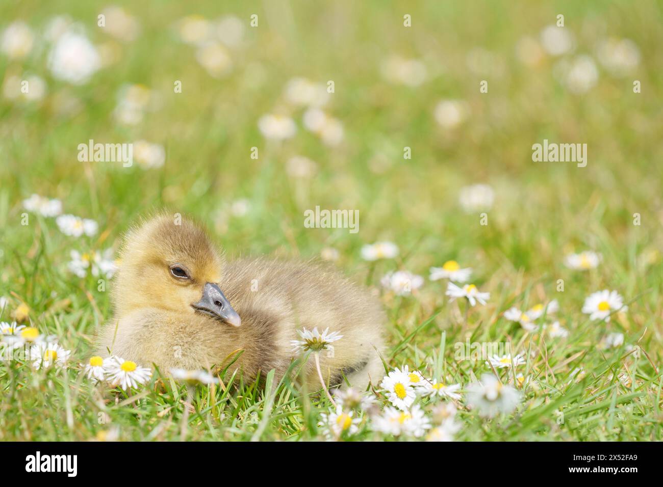 Gosling im Lakeside Country Park, Eastleigh, Hampshire Stockfoto