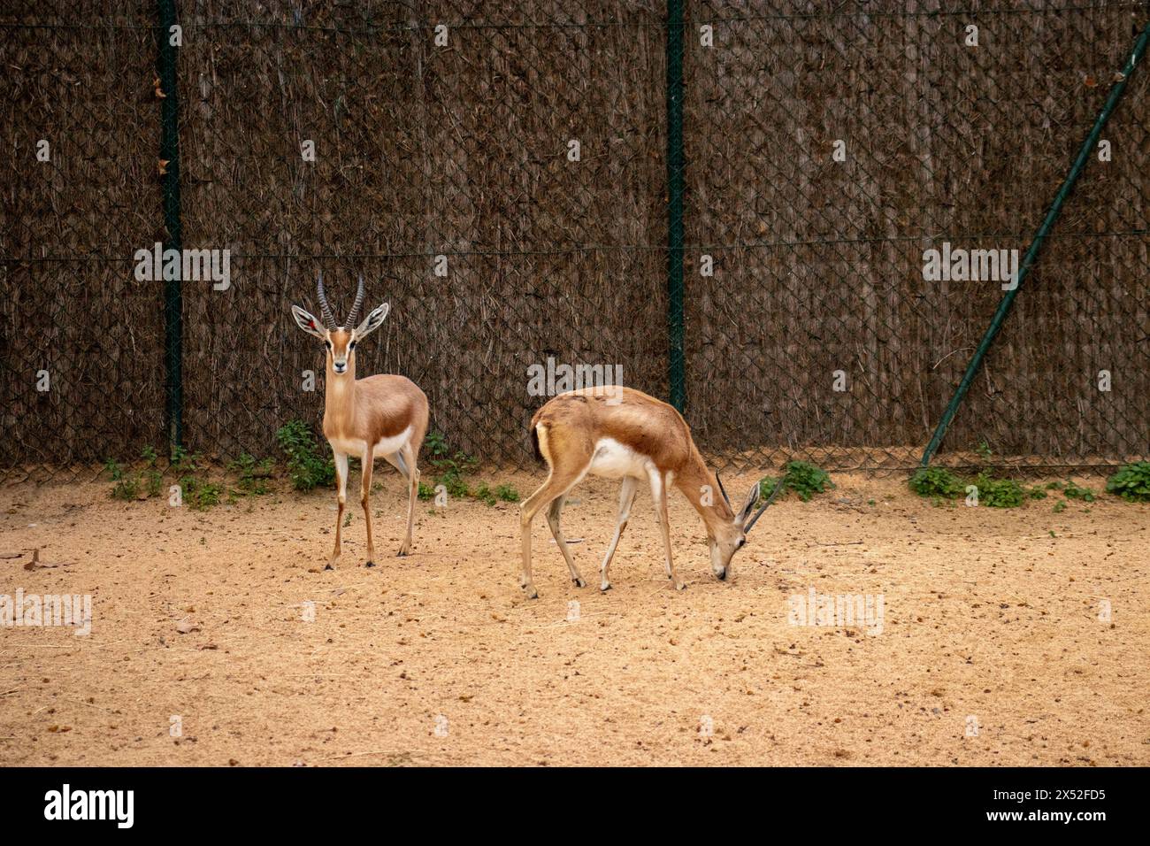 Dorcas Gazelle, Gazella dorcas osiris, Zoo Barcelona, Spanien, Europa, Nachhaltigkeit, Umweltschutz, Schutz der biologischen Vielfalt Stockfoto