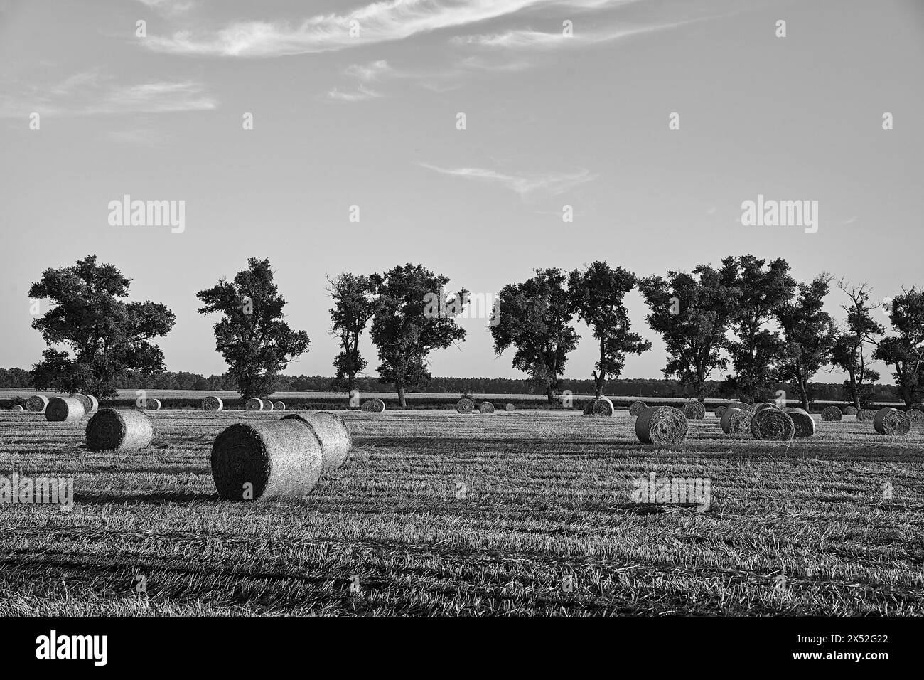 Landwirtschaftliche Landschaft mit Stoppeln, Strohballen und Bäumen im Sommer, Polen, monochrome Stockfoto