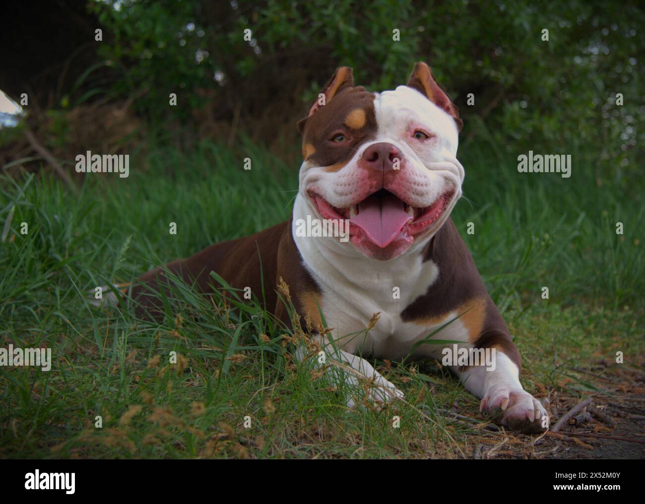 Amerikanischer Tyrann weiblich Stockfoto
