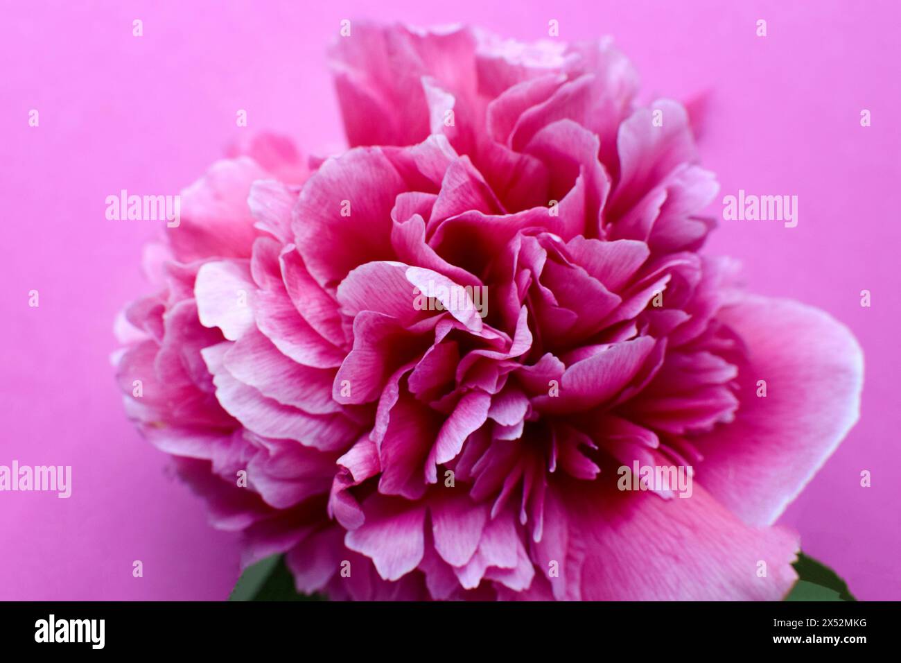 Schöne rosa Pfingstrose in voller Blüte Nahaufnahme auf rosa Hintergrund. Stockfoto