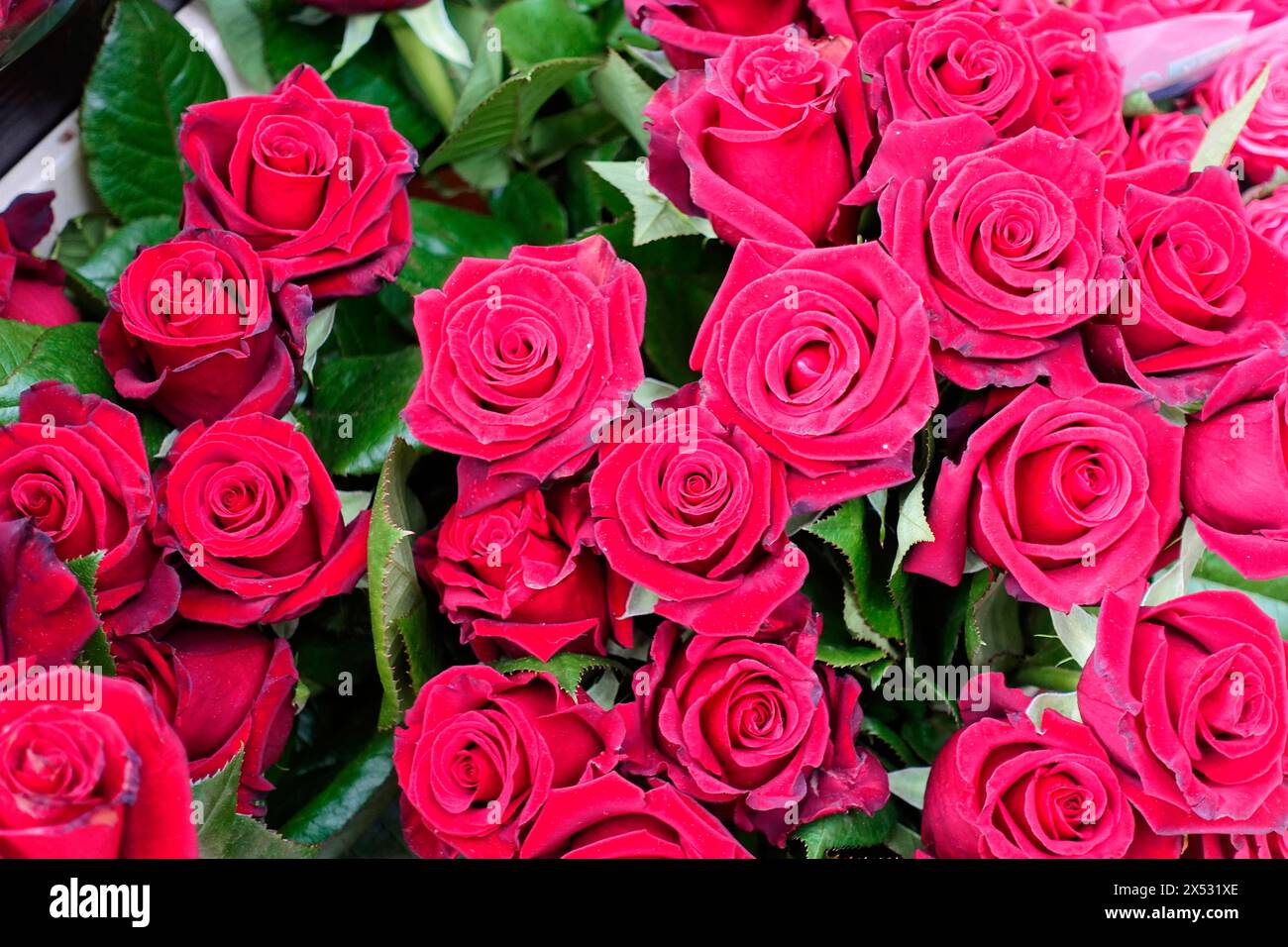 Dichter Strauß von leuchtend roten Rosen (Rose) in voller Blüte, Blumenverkauf, Hauptbahnhof, Hamburg, Hansestadt Hamburg, Deutschland Stockfoto