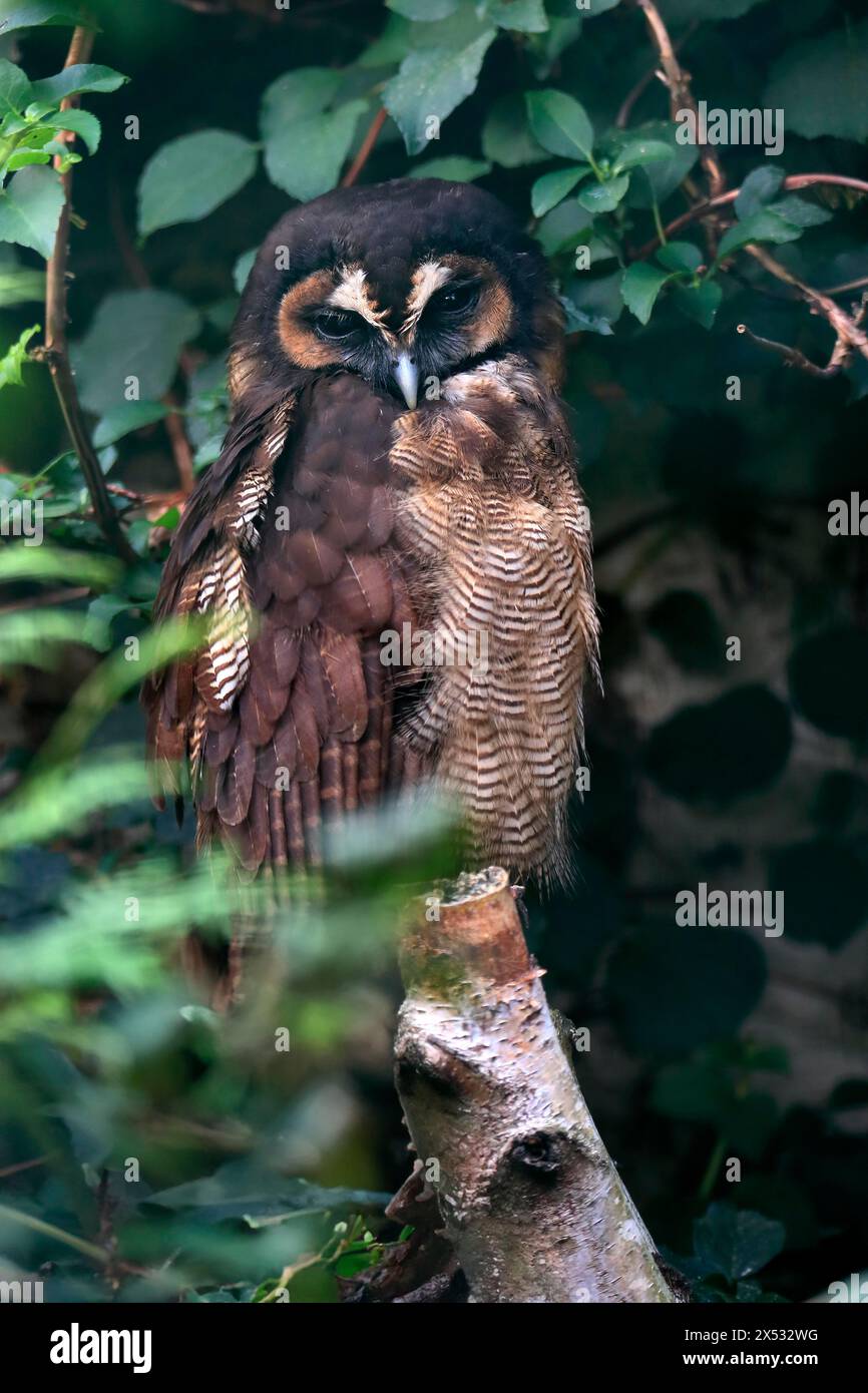 Braune Holzeule (Strix leptogrammica), erwachsen, auf Baum, wachsam, gefangen Stockfoto